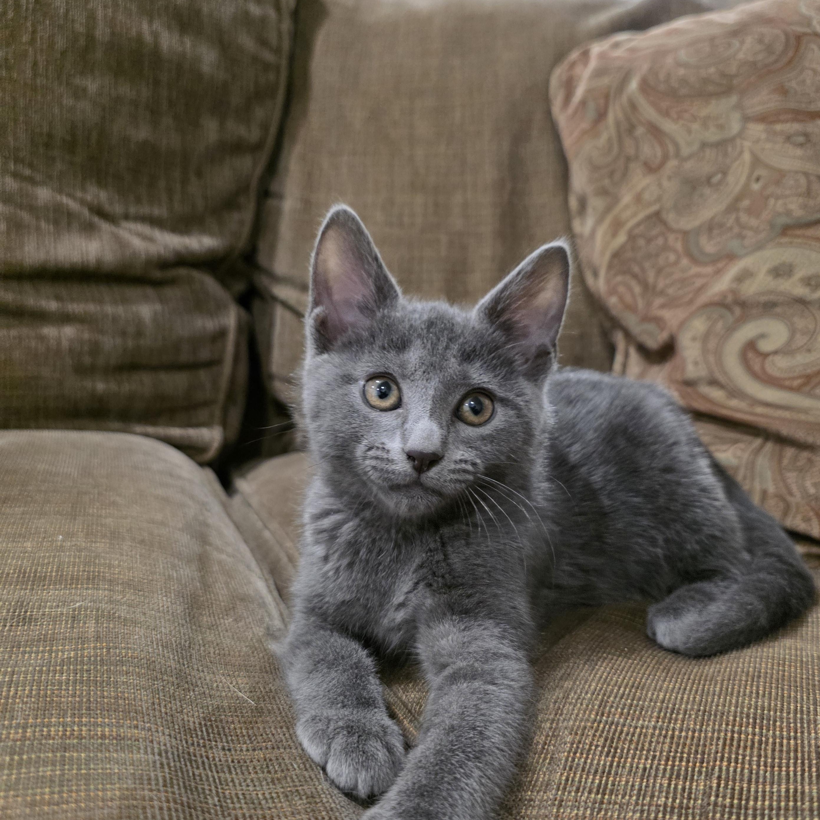 Bree, adopted, Kitten Female Domestic Short Hair & Russian Blue.