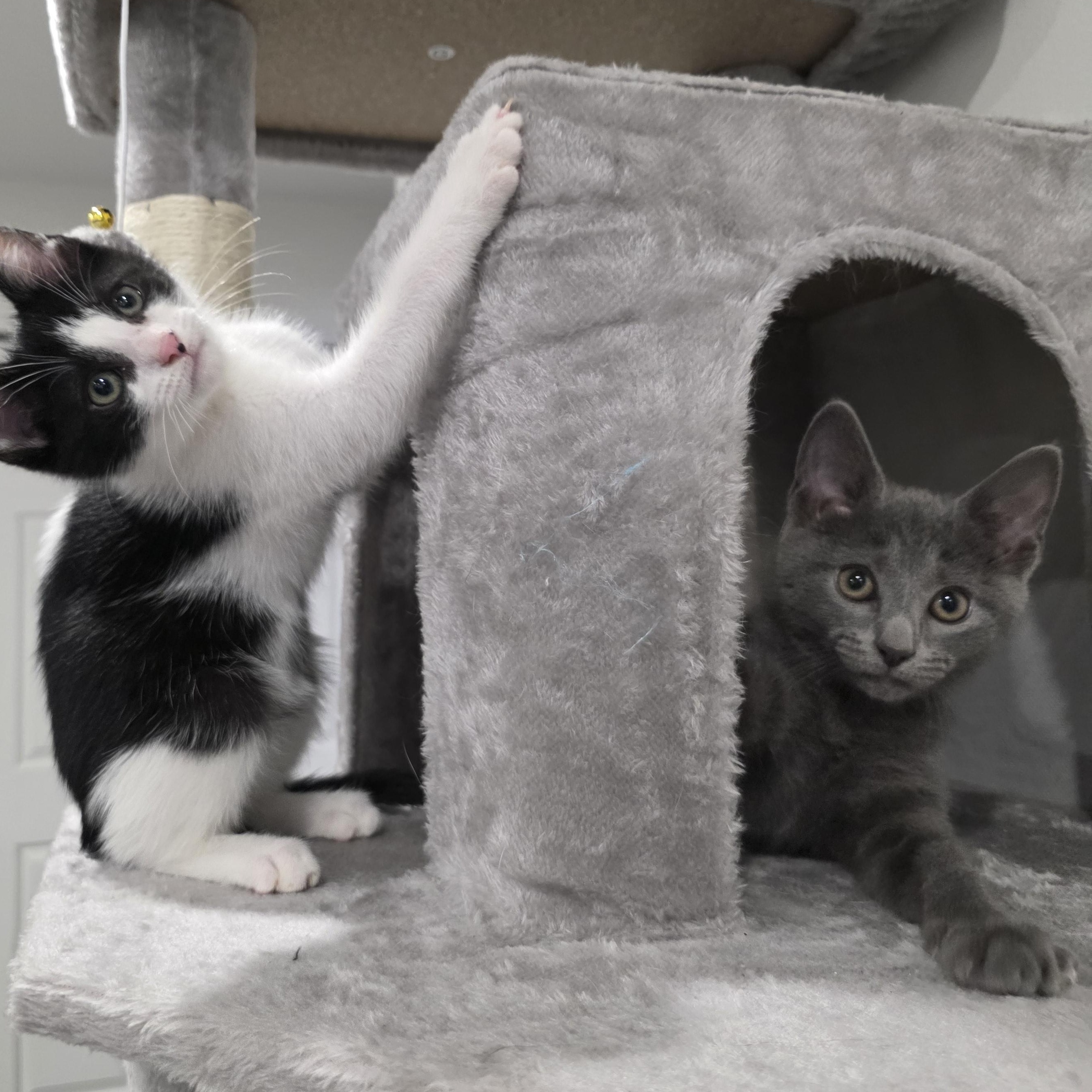 Enlarge Bree, an adopted mixed breed in Moriches, NY image 5/6