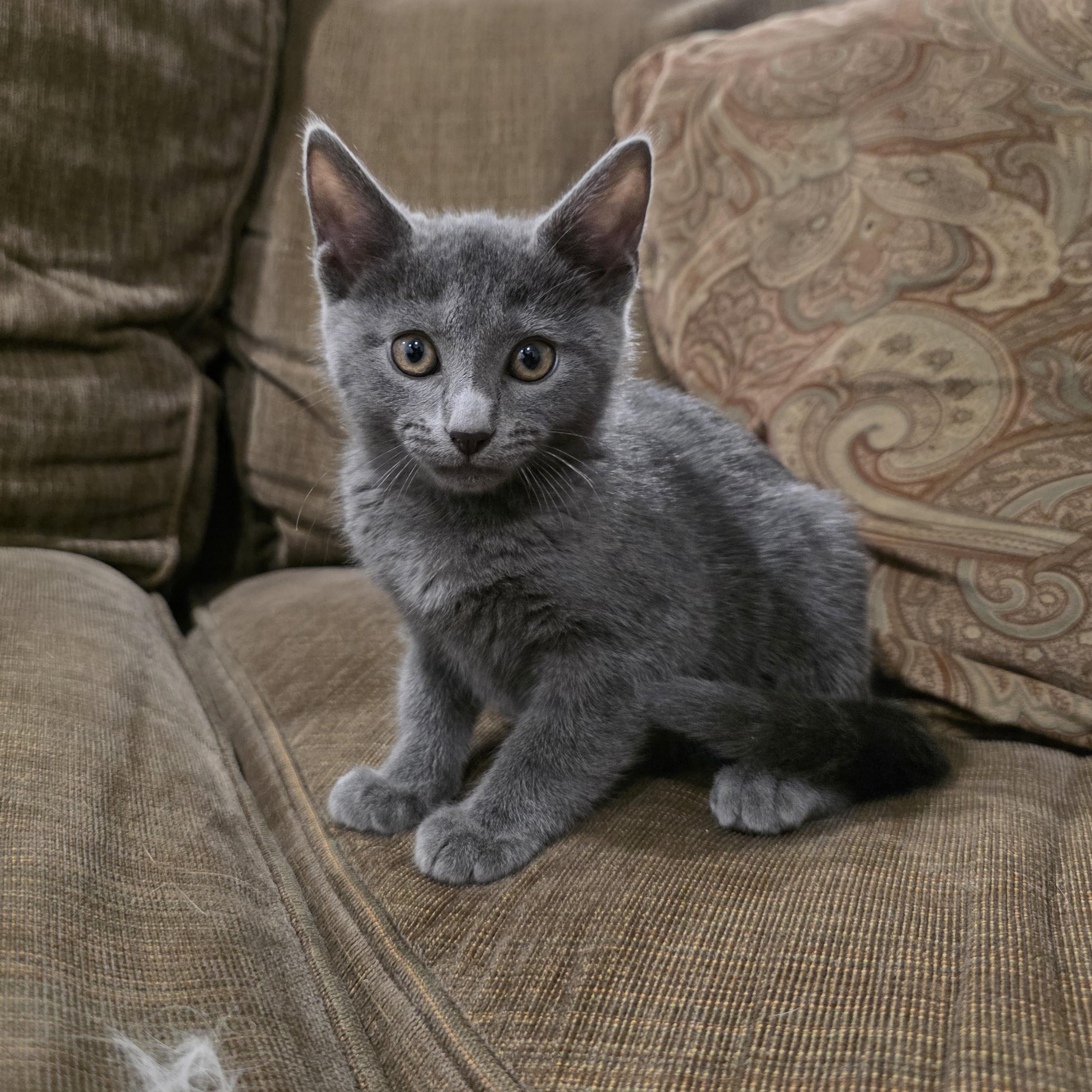 Enlarge Bree, an adopted mixed breed in Moriches, NY image 2/6