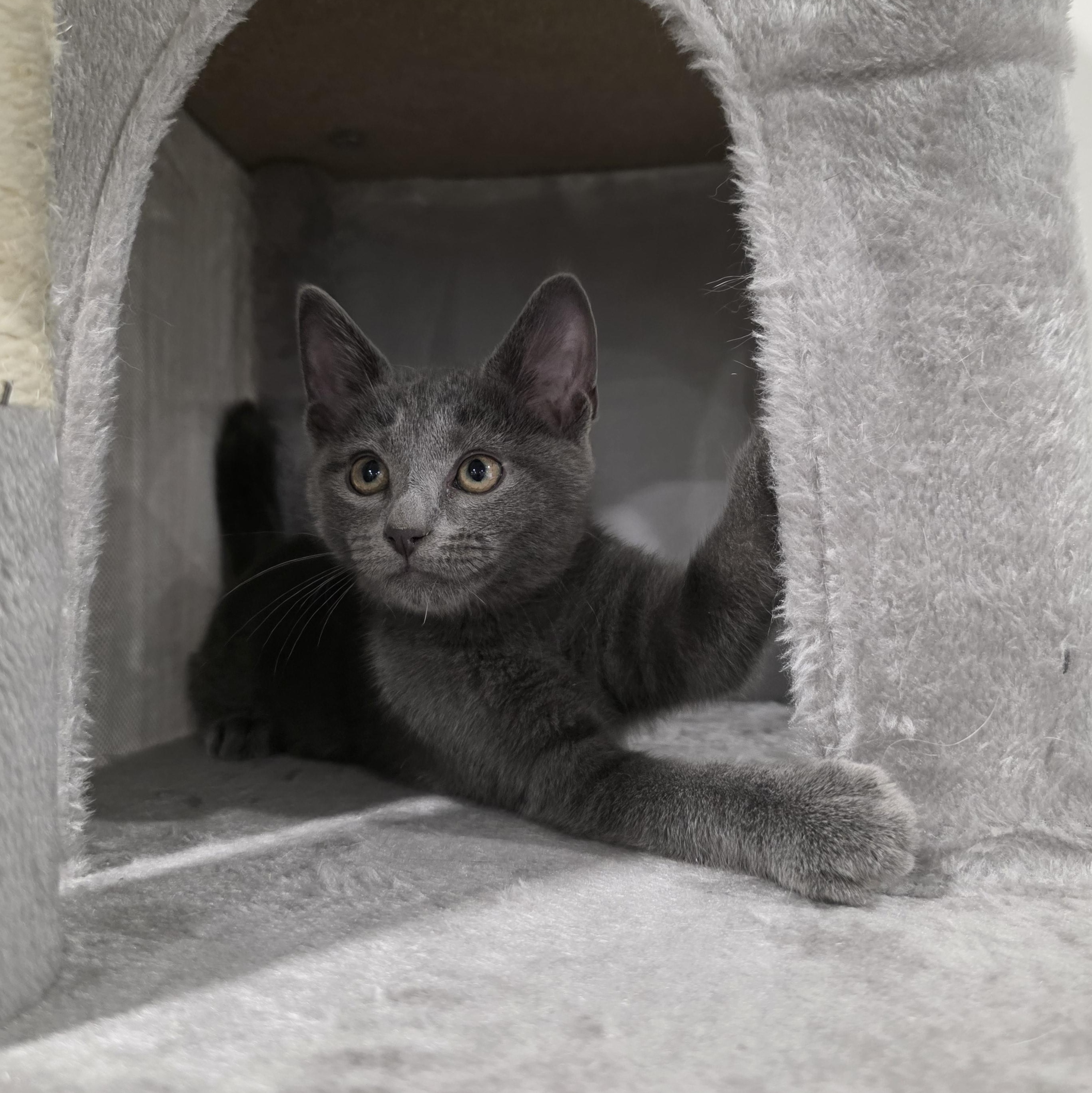 Enlarge Bree, an adopted mixed breed in Moriches, NY image 3/6