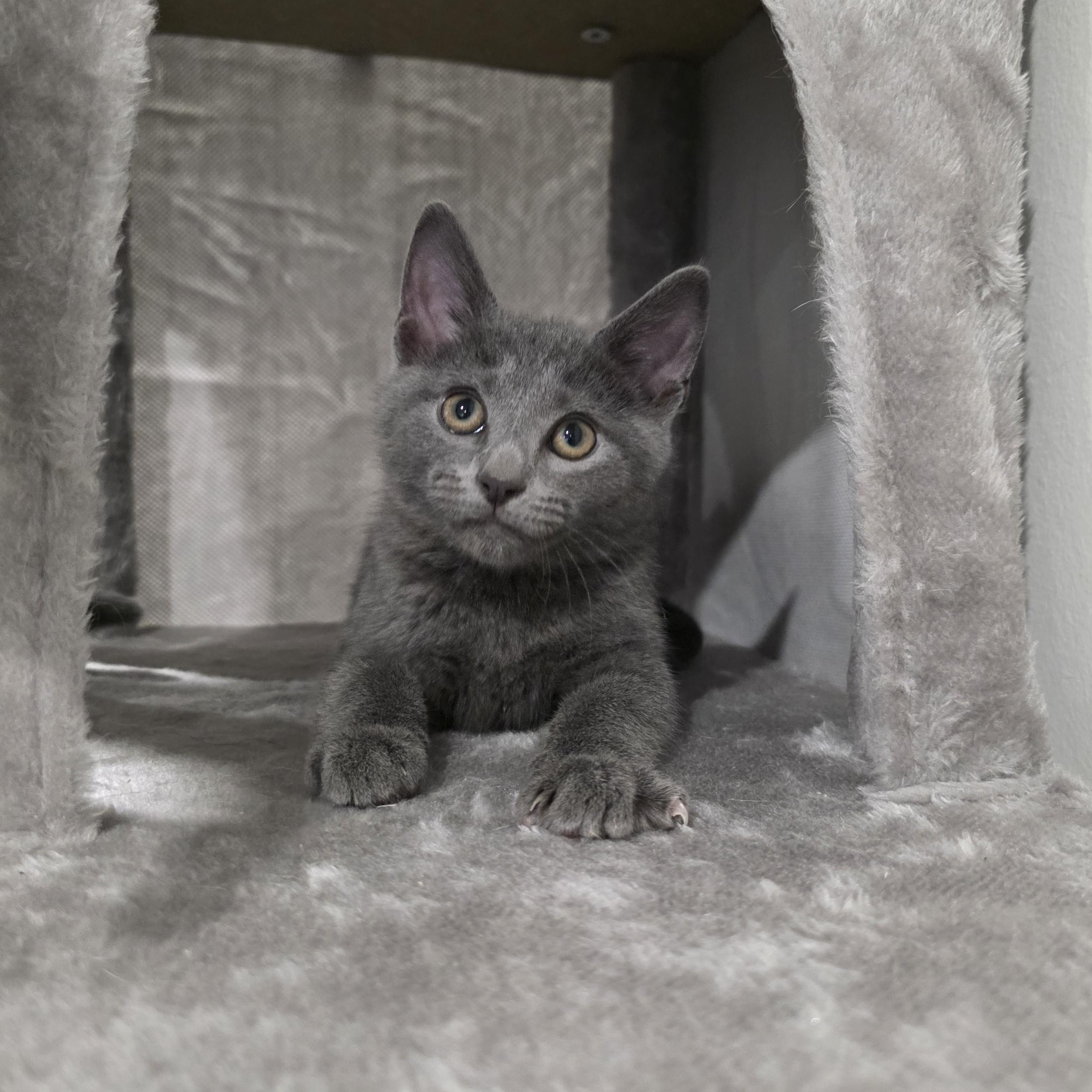 Enlarge Bree, an adopted mixed breed in Moriches, NY image 6/6