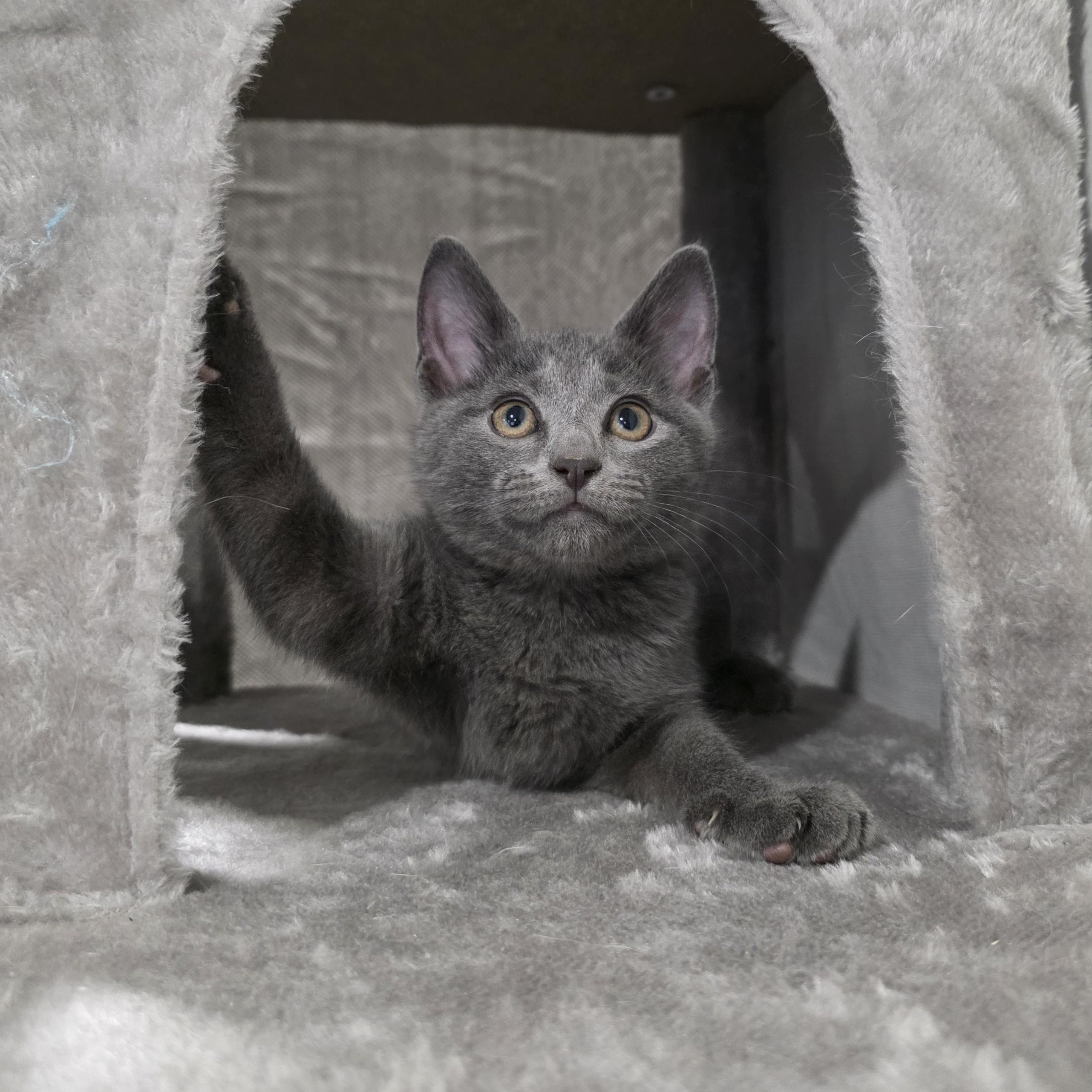 Enlarge Bree, an adopted mixed breed in Moriches, NY image 4/6