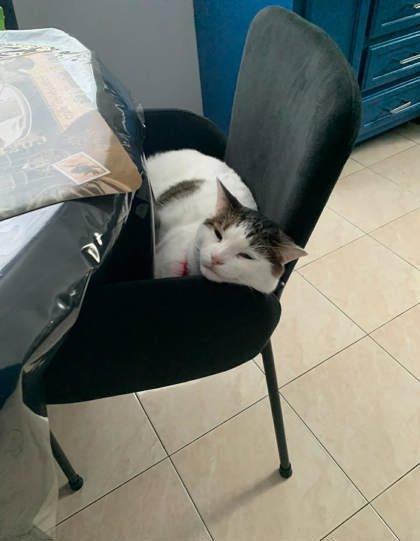 Enlarge Litchi, a Adoptable mixed breed in Montreal, QC image 1/3