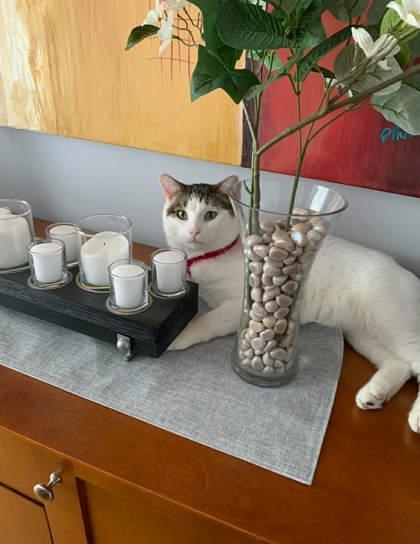 Enlarge Litchi, a Adoptable mixed breed in Montreal, QC image 2/3