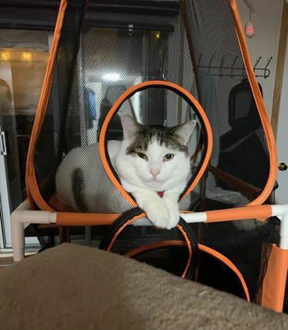 Enlarge Litchi, a Adoptable mixed breed in Montreal, QC image 3/3