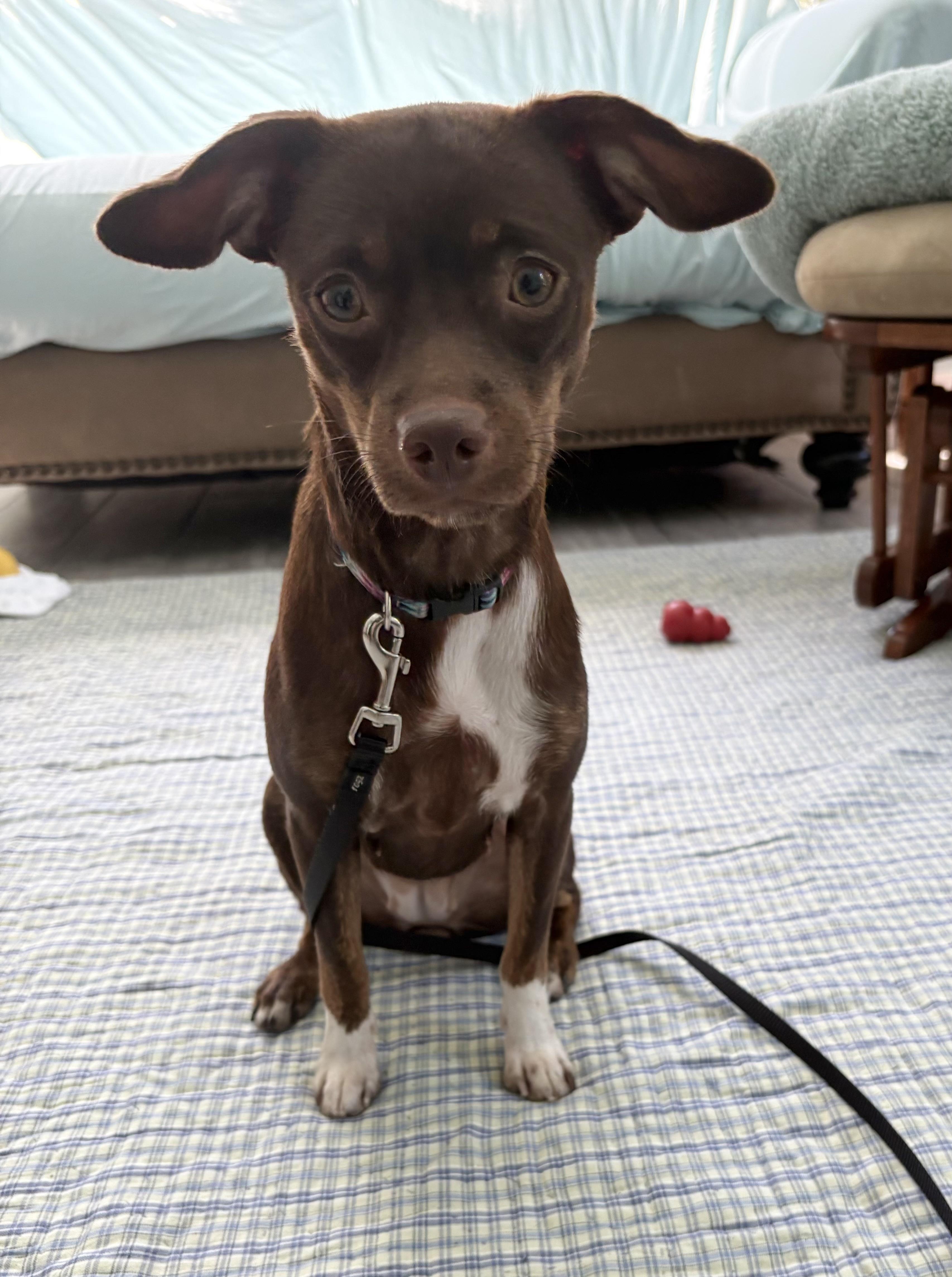 Enlarge Kayla, a Adoptable Chihuahua in Hillsdale, NY image 1/5