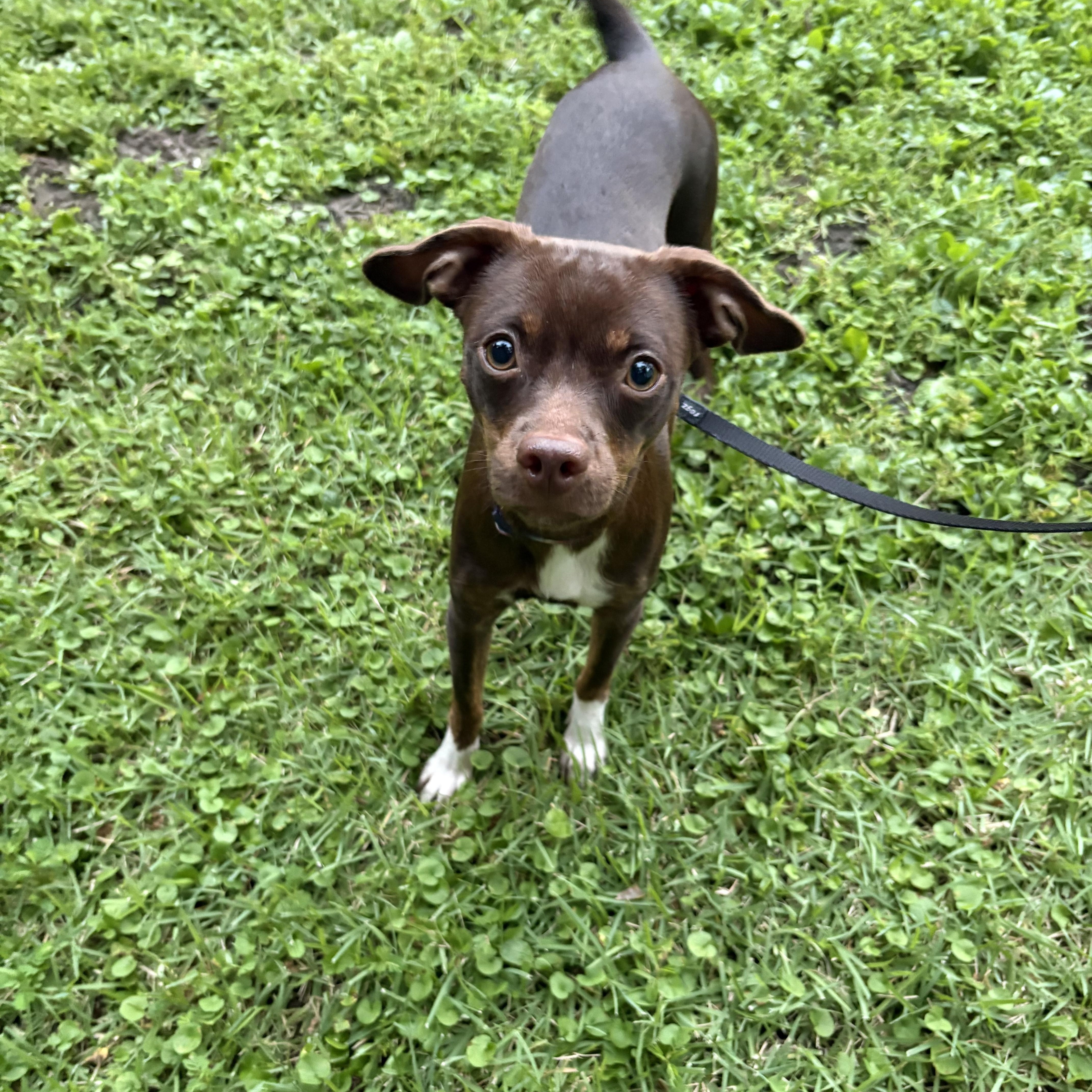 Enlarge Kayla, a Adoptable Chihuahua in Hillsdale, NY image 4/5