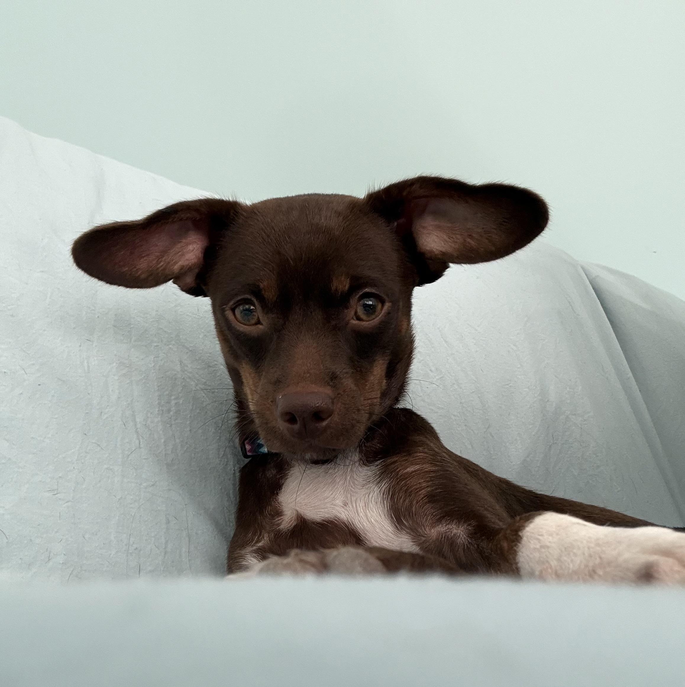 Enlarge Kayla, a Adoptable Chihuahua in Hillsdale, NY image 2/5