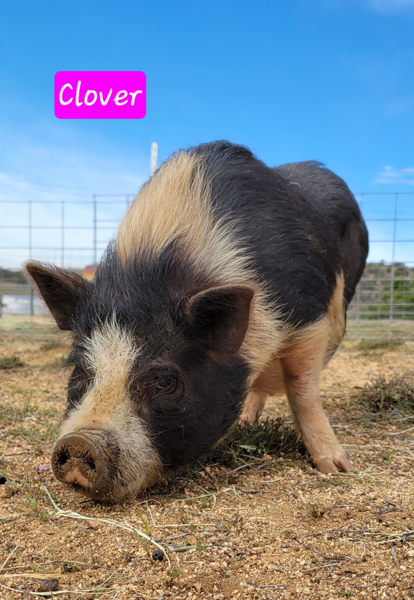 Clover, Young Female unknown