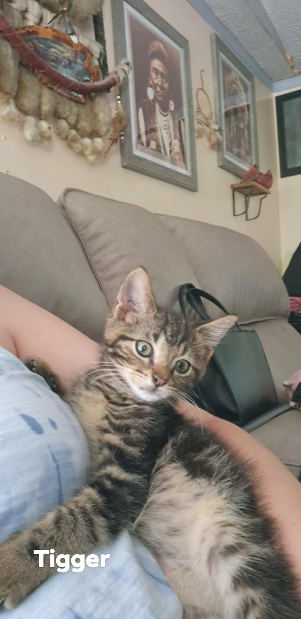 PIP - Tigger, Adopted, Young Male Domestic Short Hair.