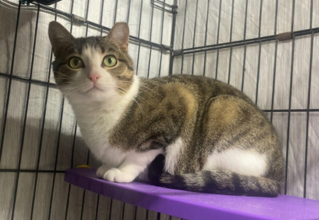 Kyla, an adopted Domestic Short Hair in Durand, WI image 2/3