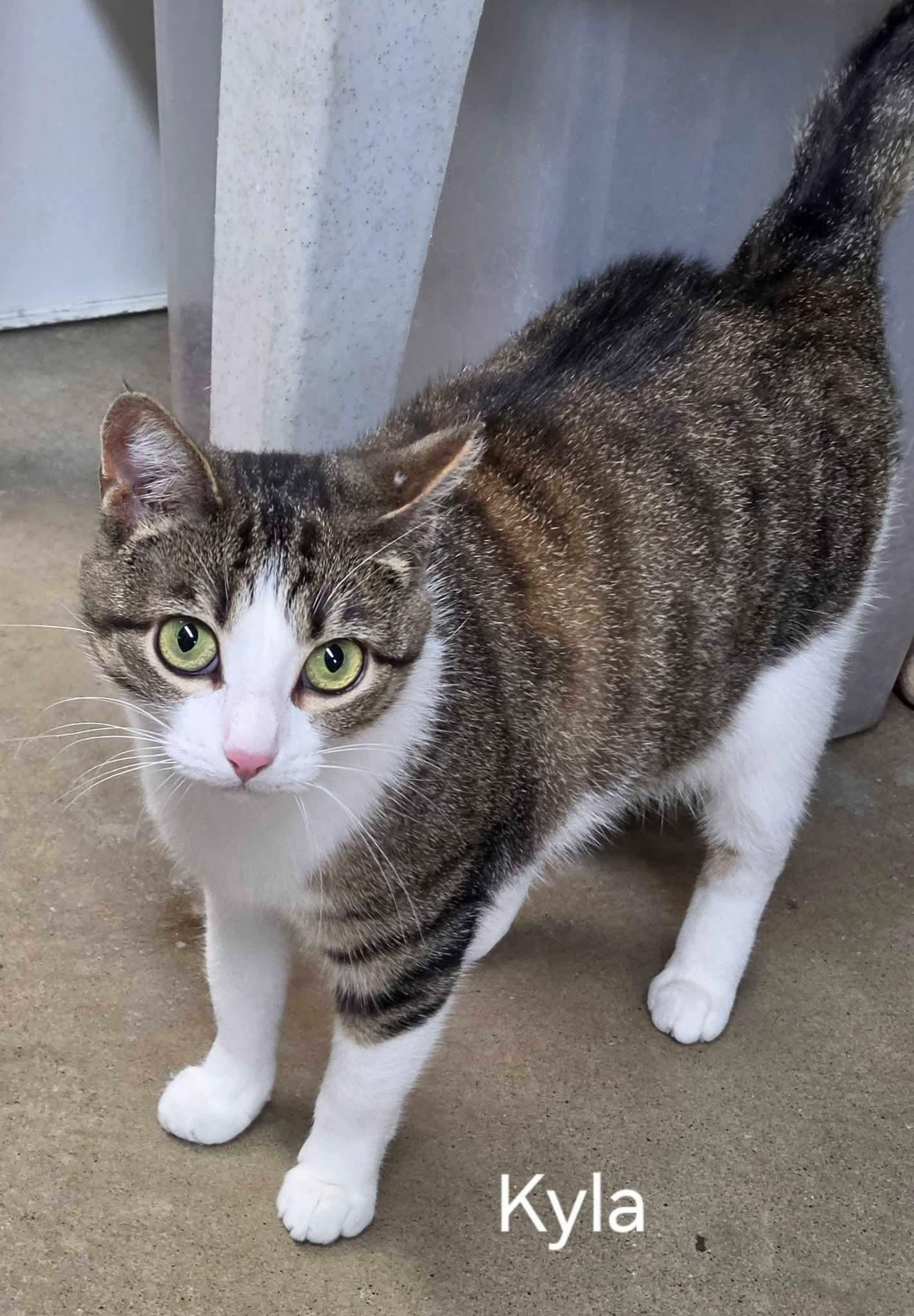 Kyla, adopted, Adult Female Domestic Short Hair.