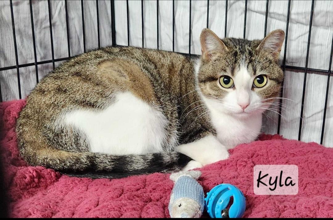 Enlarge Kyla, a ADOPTABLE Domestic Short Hair in Durand, WI image 1/1