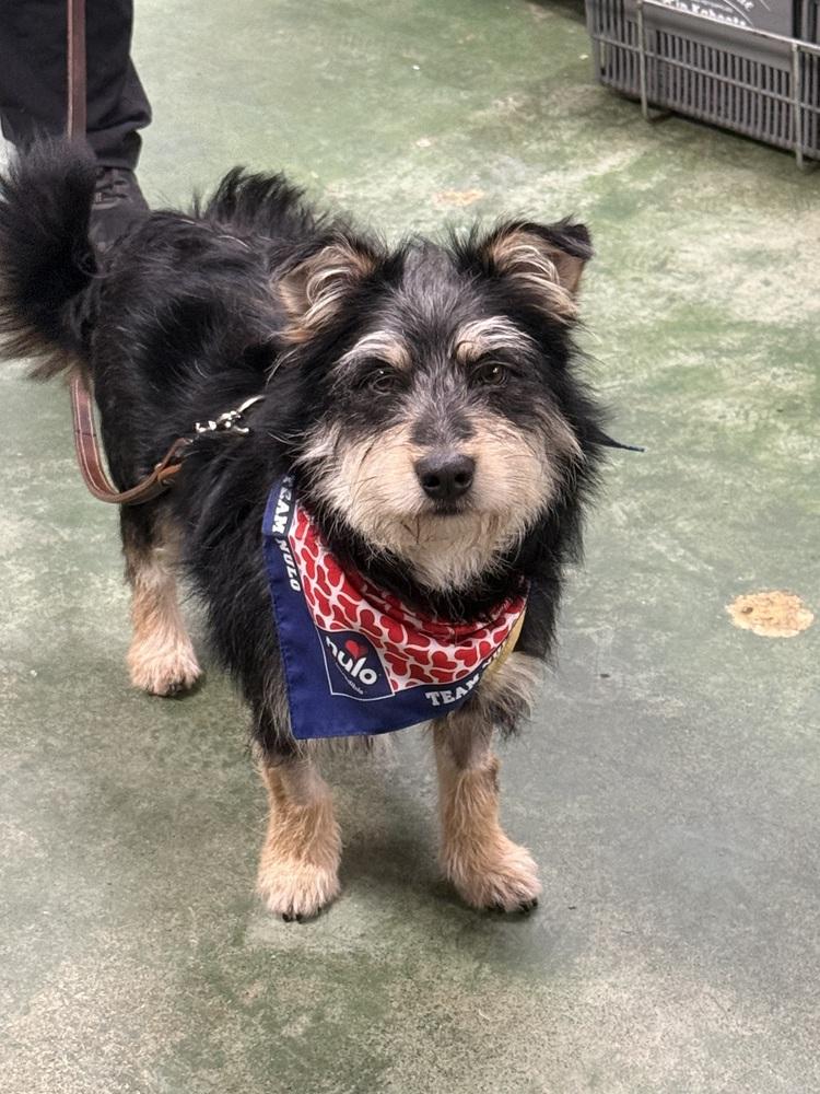 Mc Scruffy, a Adoptable mixed breed in Anderson, CA image 1/5