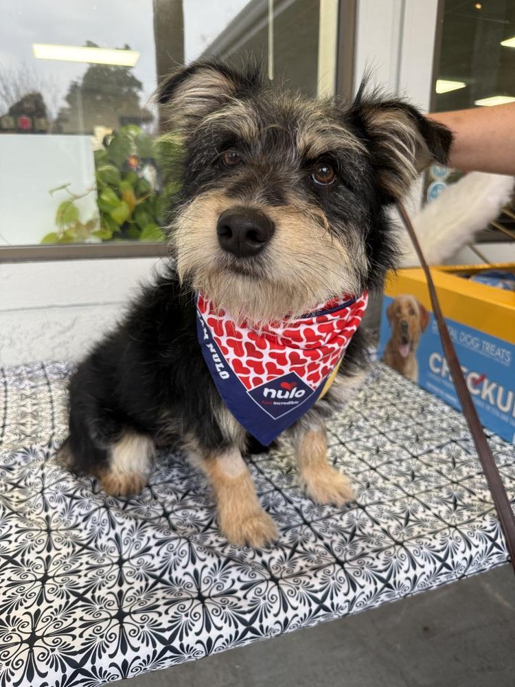 Mc Scruffy, a Adoptable mixed breed in Anderson, CA image 2/5