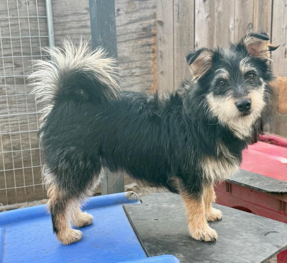 Mc Scruffy, a Adoptable mixed breed in Anderson, CA image 4/5