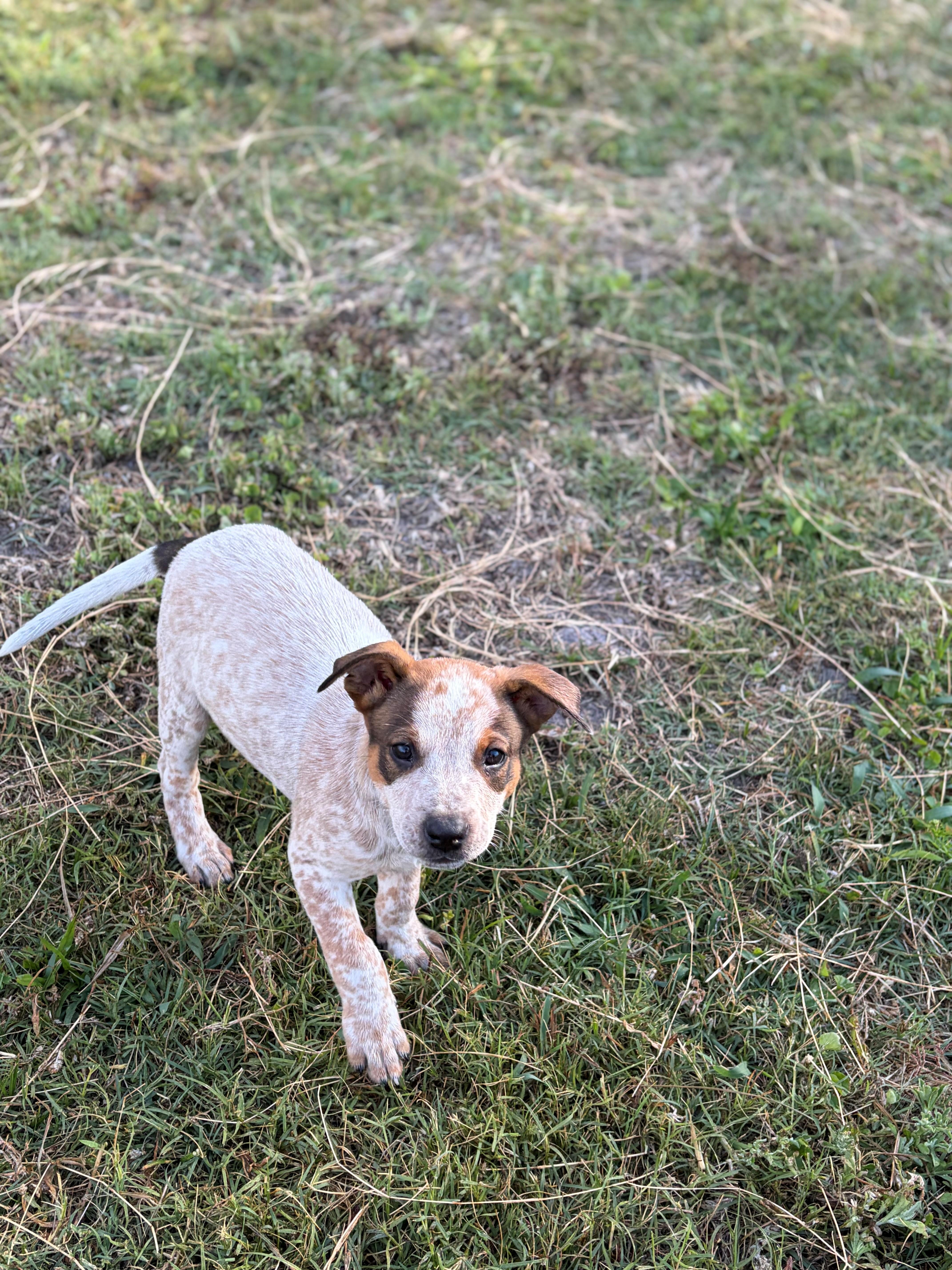 Enlarge Bob, a ADOPTABLE Australian Cattle Dog / Blue Heeler in Zephyrhills, FL image 2/3