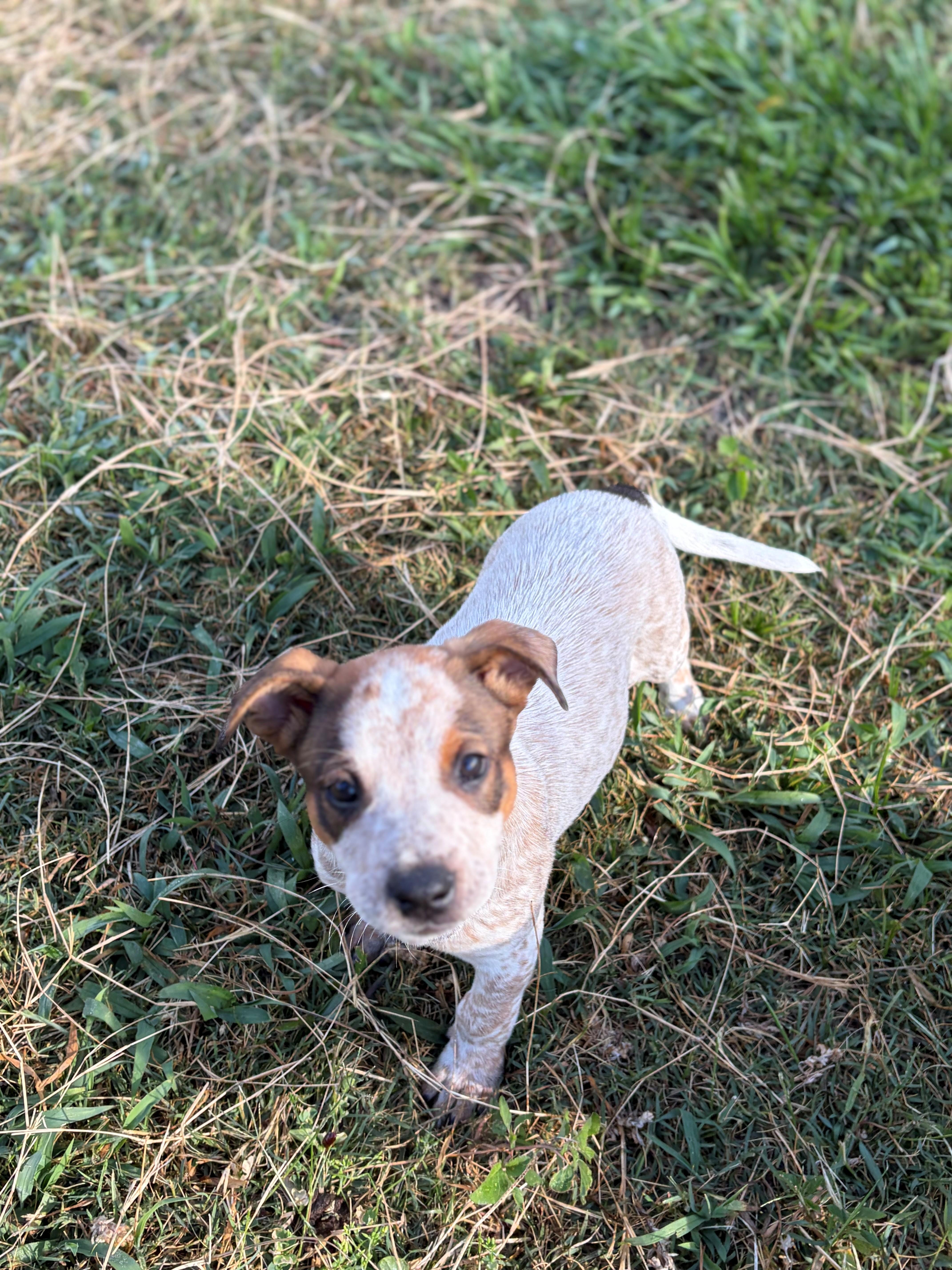 Bob, ADOPTABLE, Puppy Male Australian Cattle Dog / Blue Heeler.