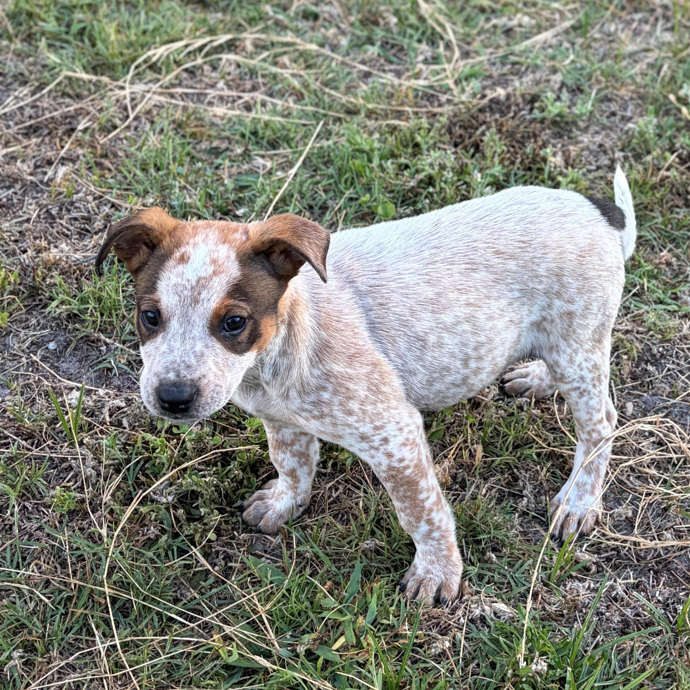 Enlarge Bob, a ADOPTABLE Australian Cattle Dog / Blue Heeler in Zephyrhills, FL image 3/3