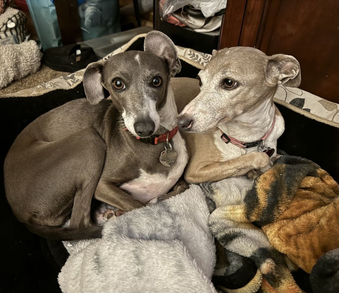 Enlarge Thelma and Louise, a Adopted Italian Greyhound in Centennial, CO image 1/4