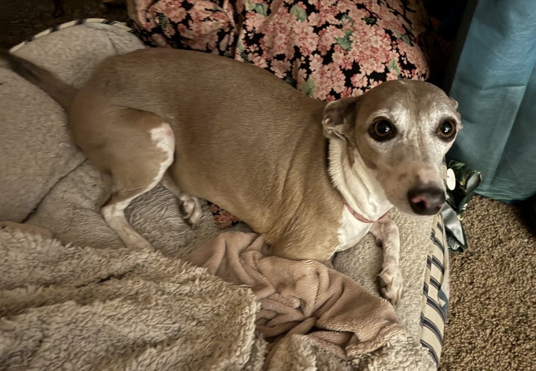 Enlarge Thelma and Louise, a Adopted Italian Greyhound in Centennial, CO image 2/4