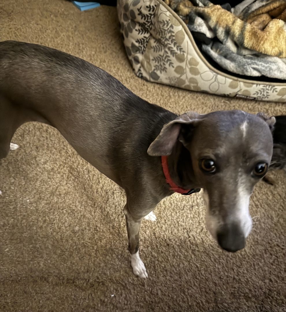 Enlarge Thelma and Louise, a Adopted Italian Greyhound in Centennial, CO image 3/4