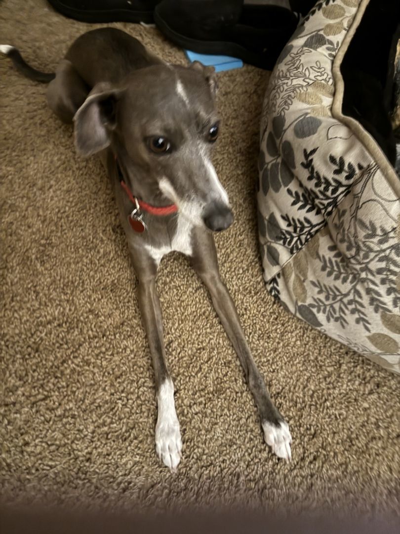 Enlarge Thelma and Louise, a Adopted Italian Greyhound in Centennial, CO image 4/4