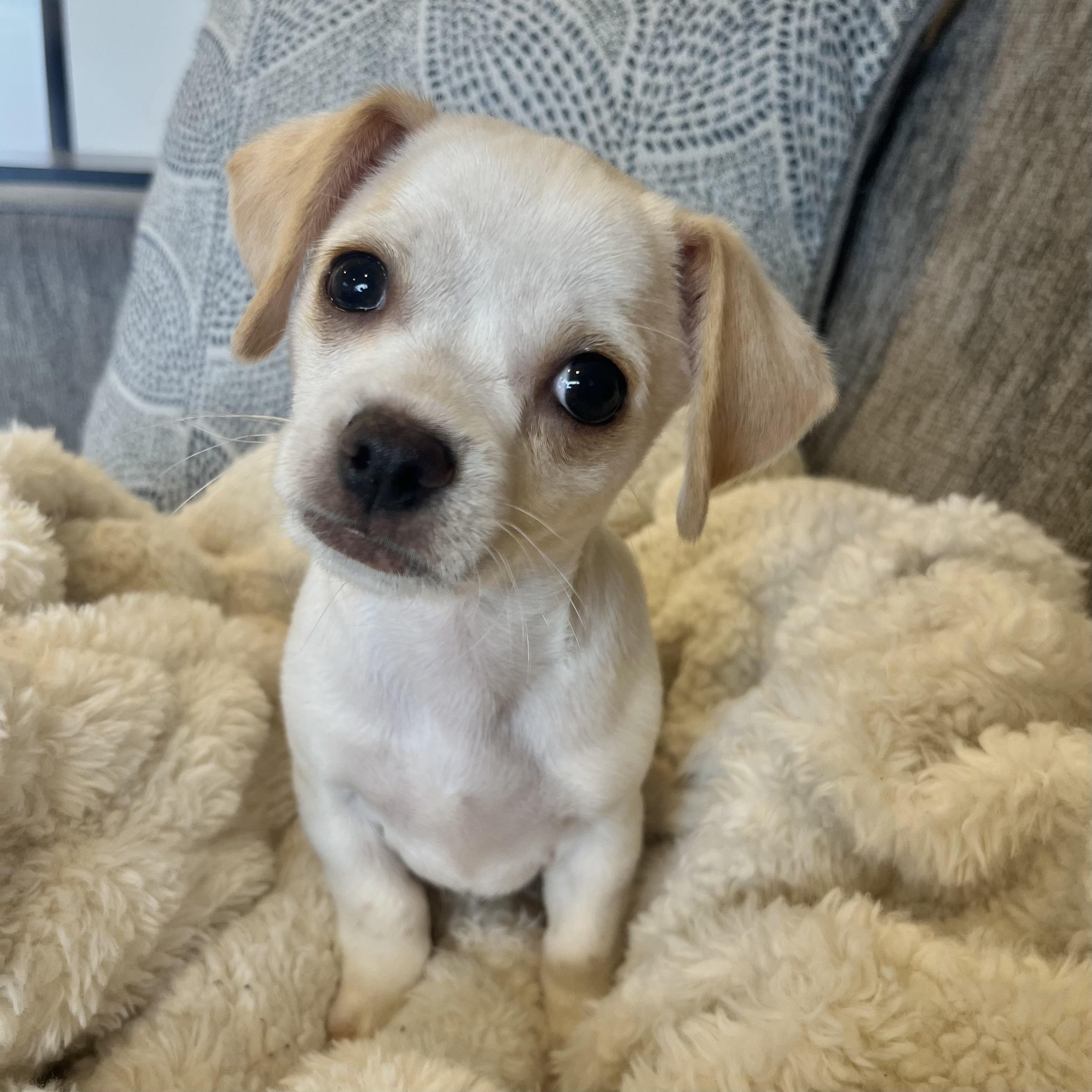 Enlarge Arrow , an adopted mixed breed in Bonney Lake, WA image 5/6