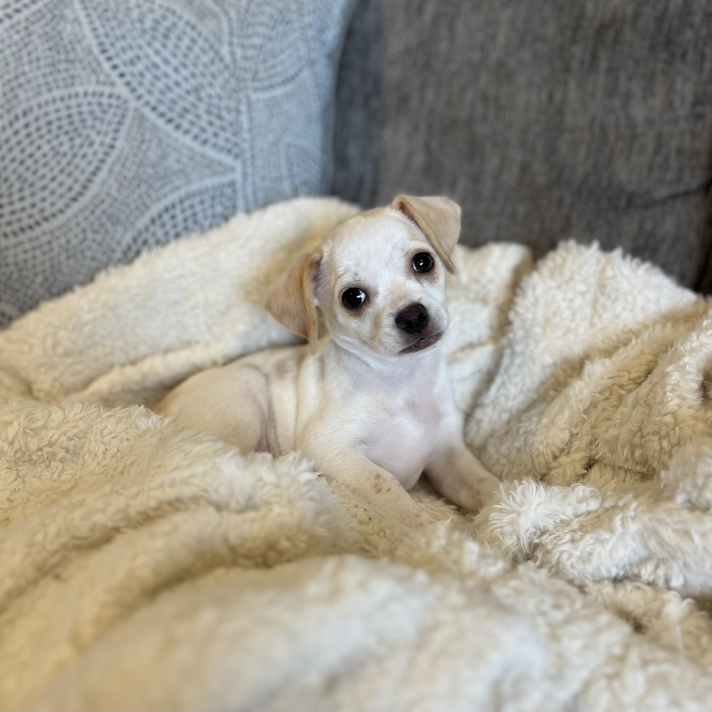 Enlarge Arrow , an adopted mixed breed in Bonney Lake, WA image 6/6