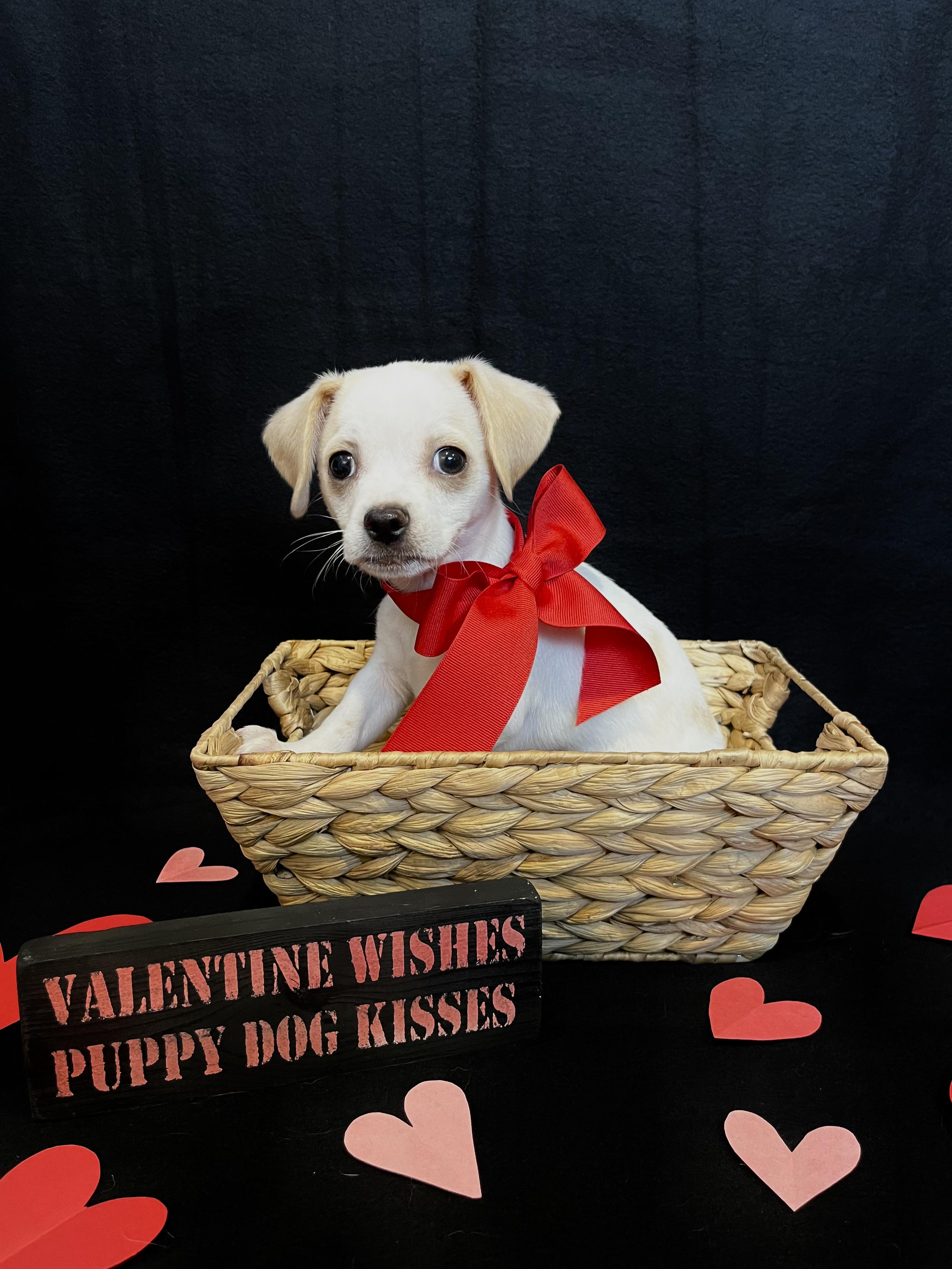 Arrow , ADOPTABLE, Puppy Male Terrier & Chihuahua.