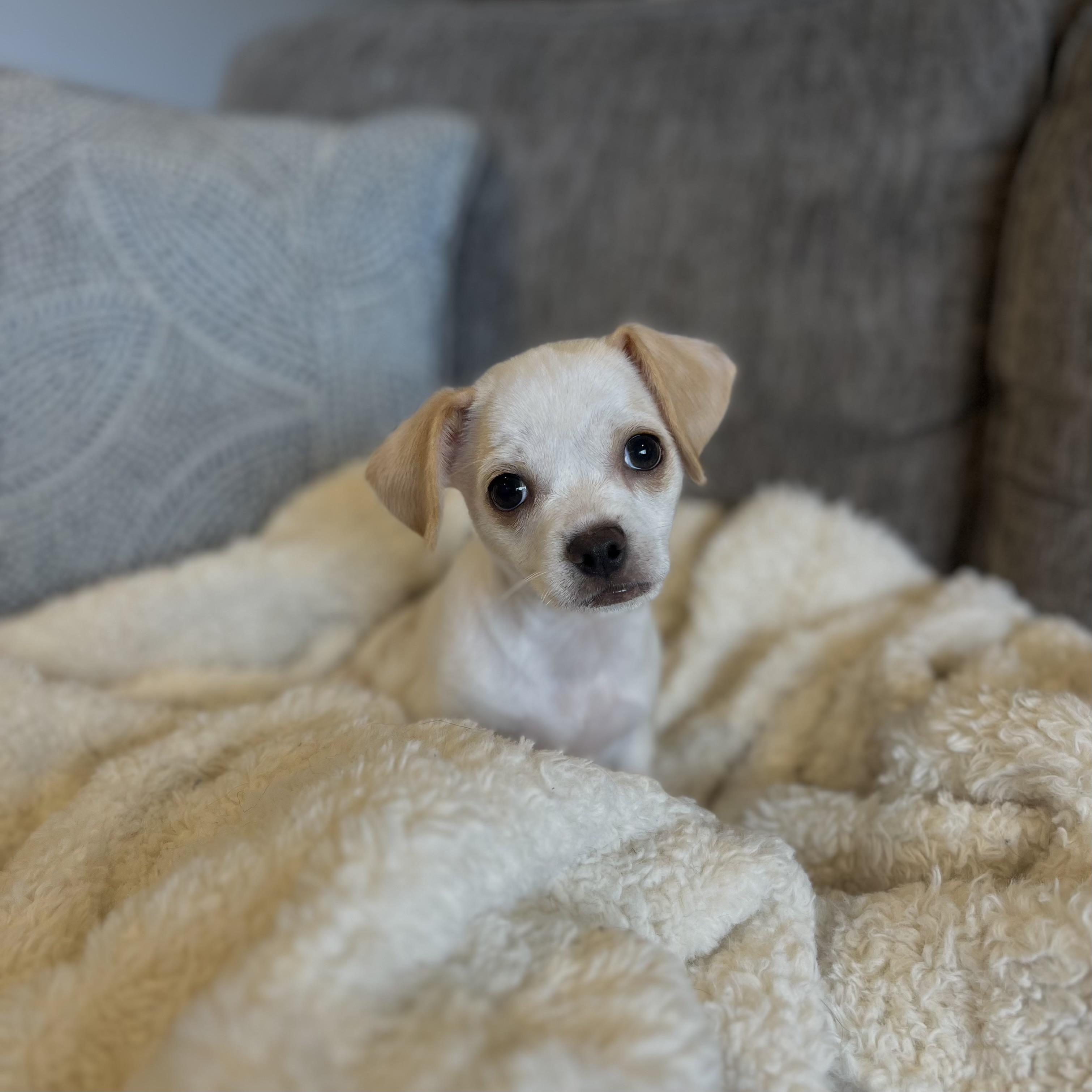 Enlarge Arrow , an adopted mixed breed in Bonney Lake, WA image 3/6