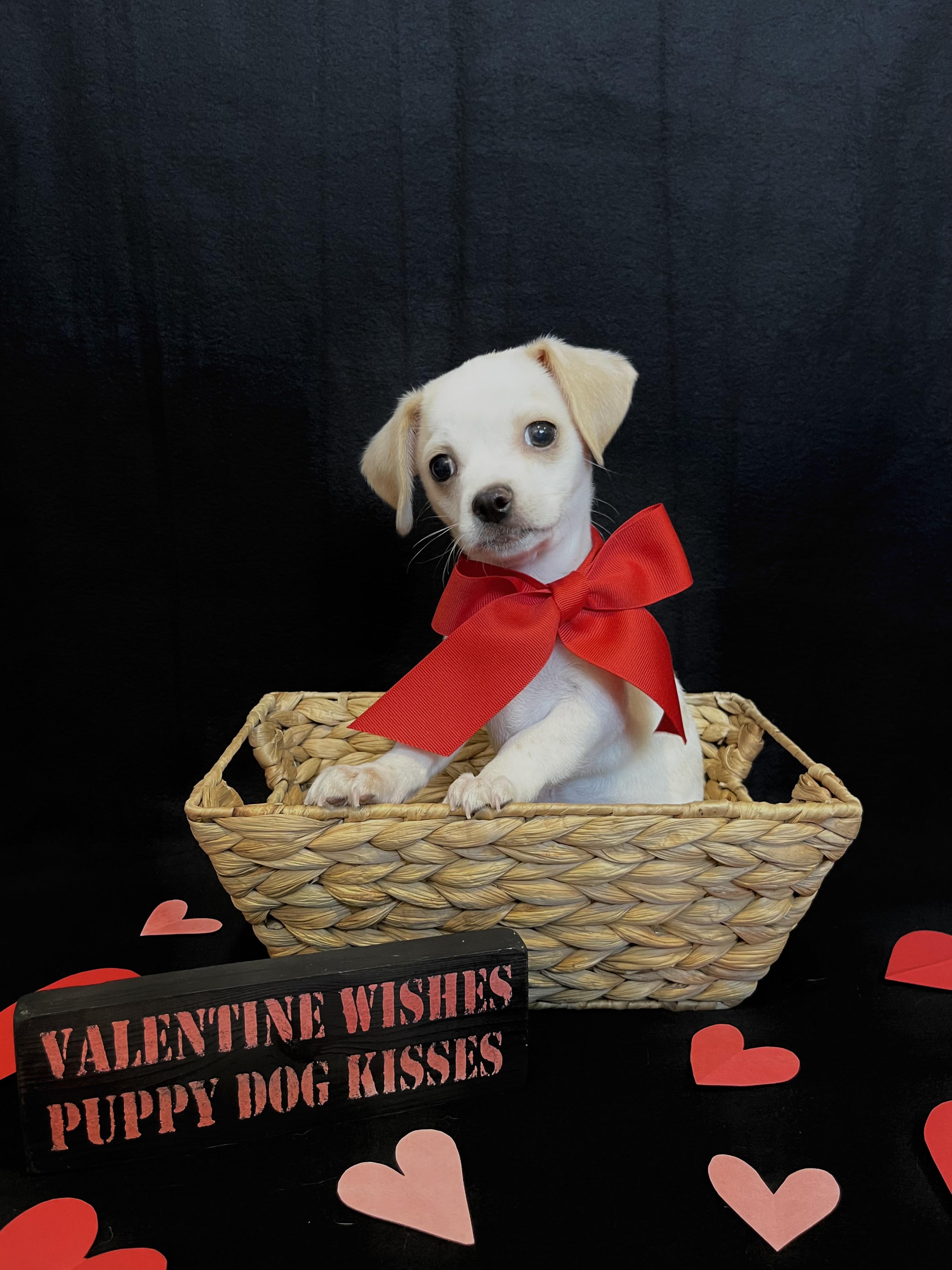 Enlarge Arrow , a ADOPTABLE mixed breed in Bonney Lake, WA image 4/6