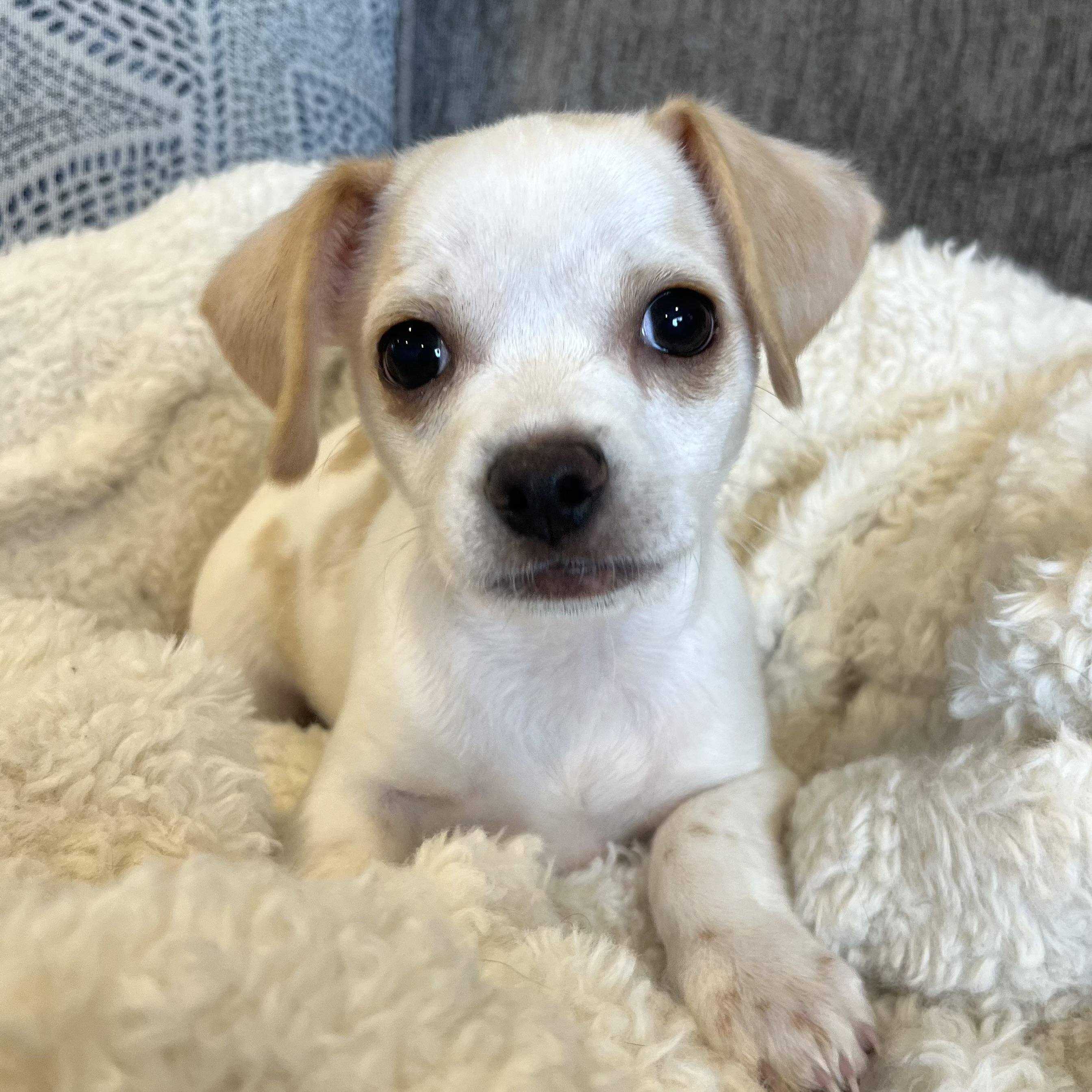 Enlarge Arrow , an adopted mixed breed in Bonney Lake, WA image 1/6