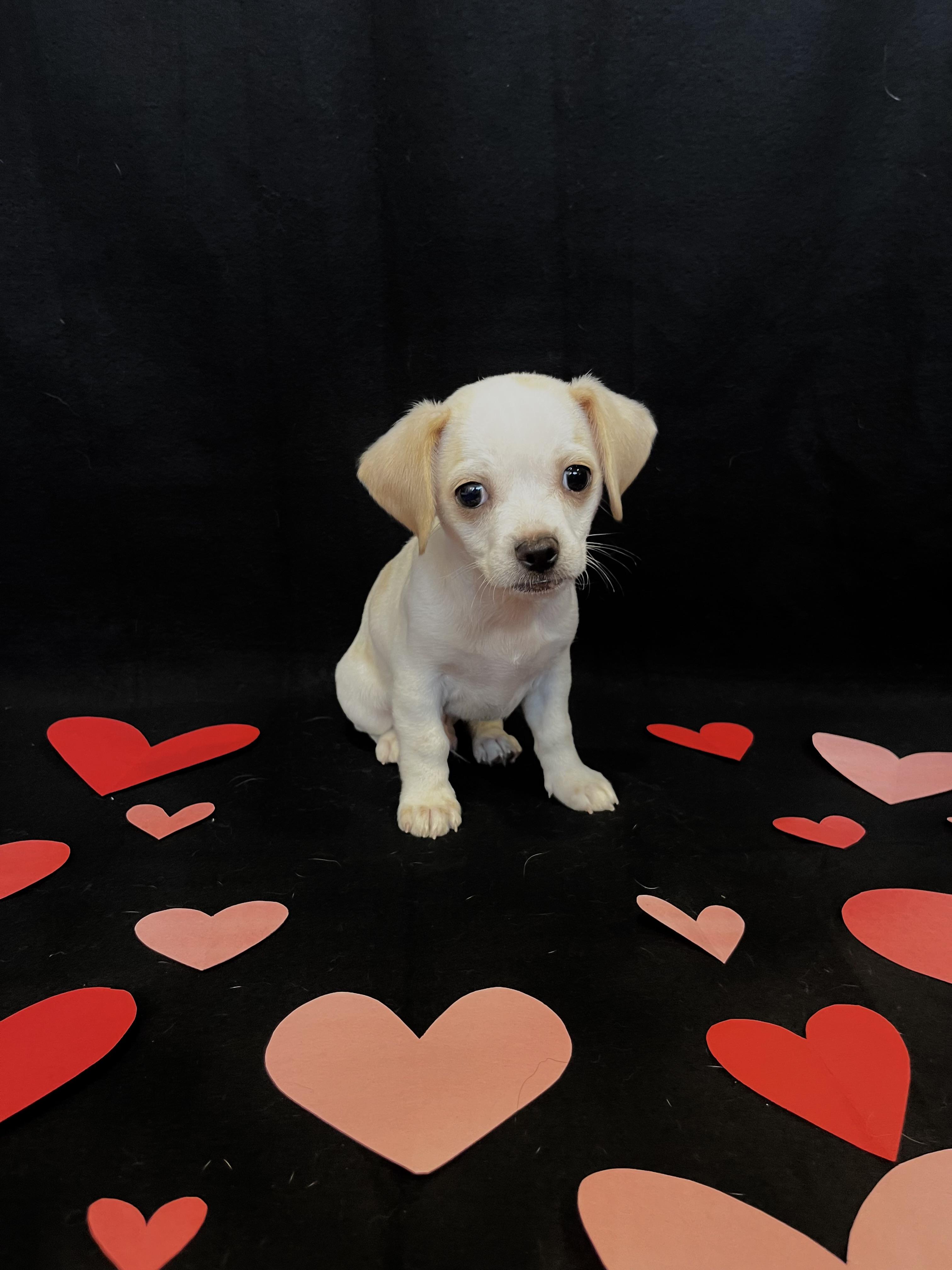 Enlarge Arrow , a ADOPTABLE mixed breed in Bonney Lake, WA image 3/6