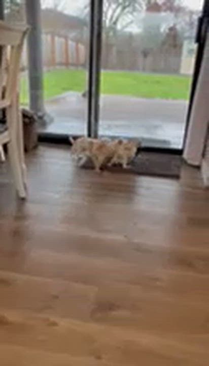 Enlarge Arrow , a ADOPTABLE mixed breed in Bonney Lake, WA video 6/6