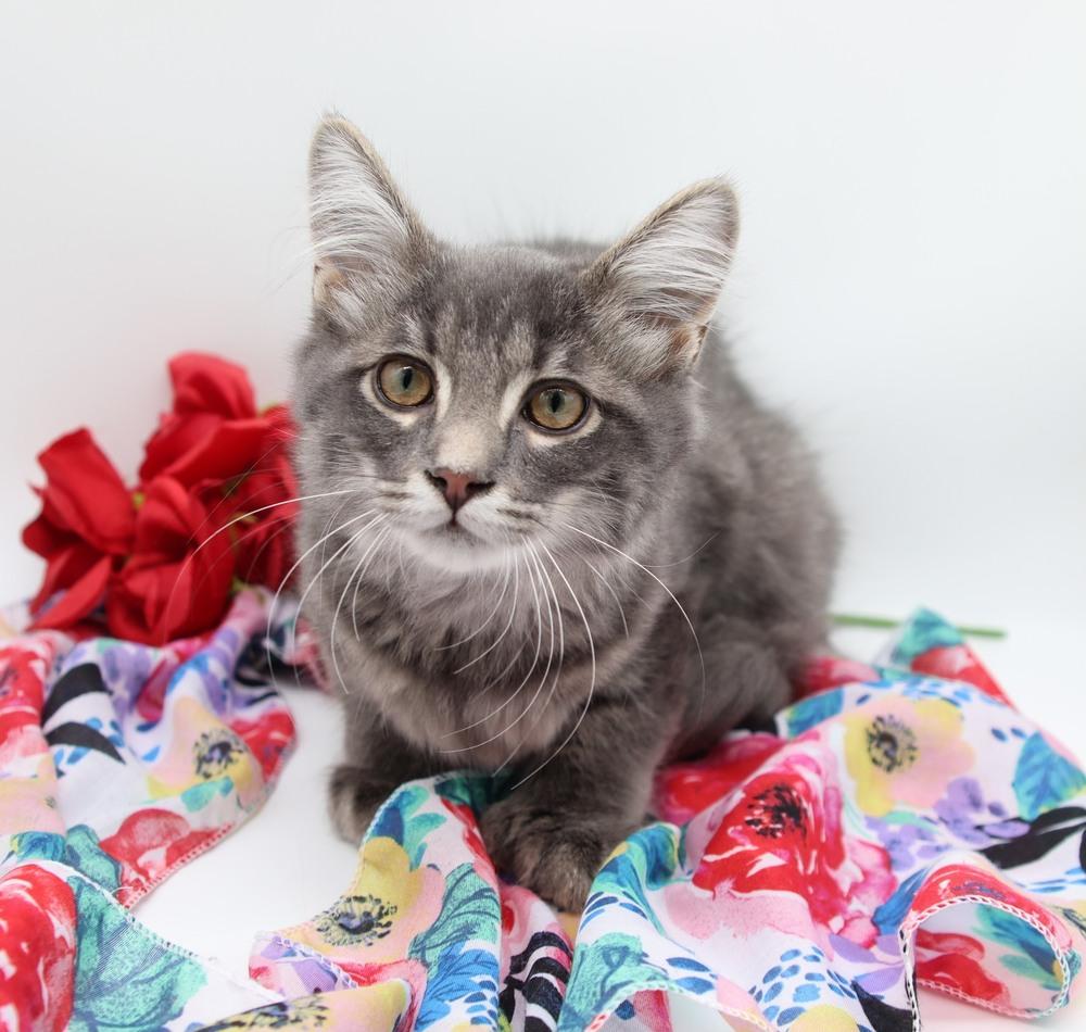 Enlarge Creosote, a Adoptable Domestic Medium Hair in Muskegon, MI image 1/1
