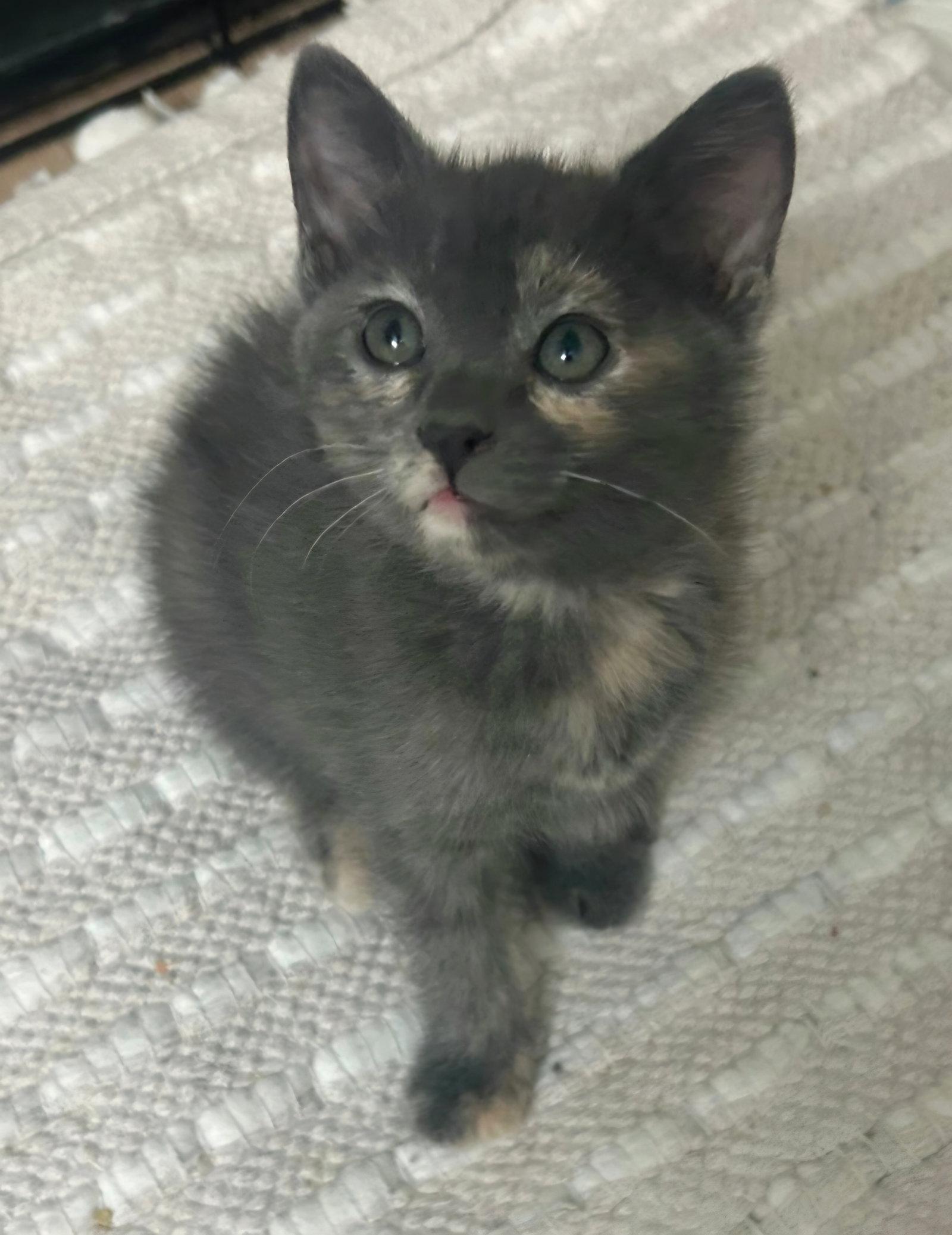 Thelma, Adoptable, Kitten Female Dilute Tortoiseshell & Domestic Short Hair.