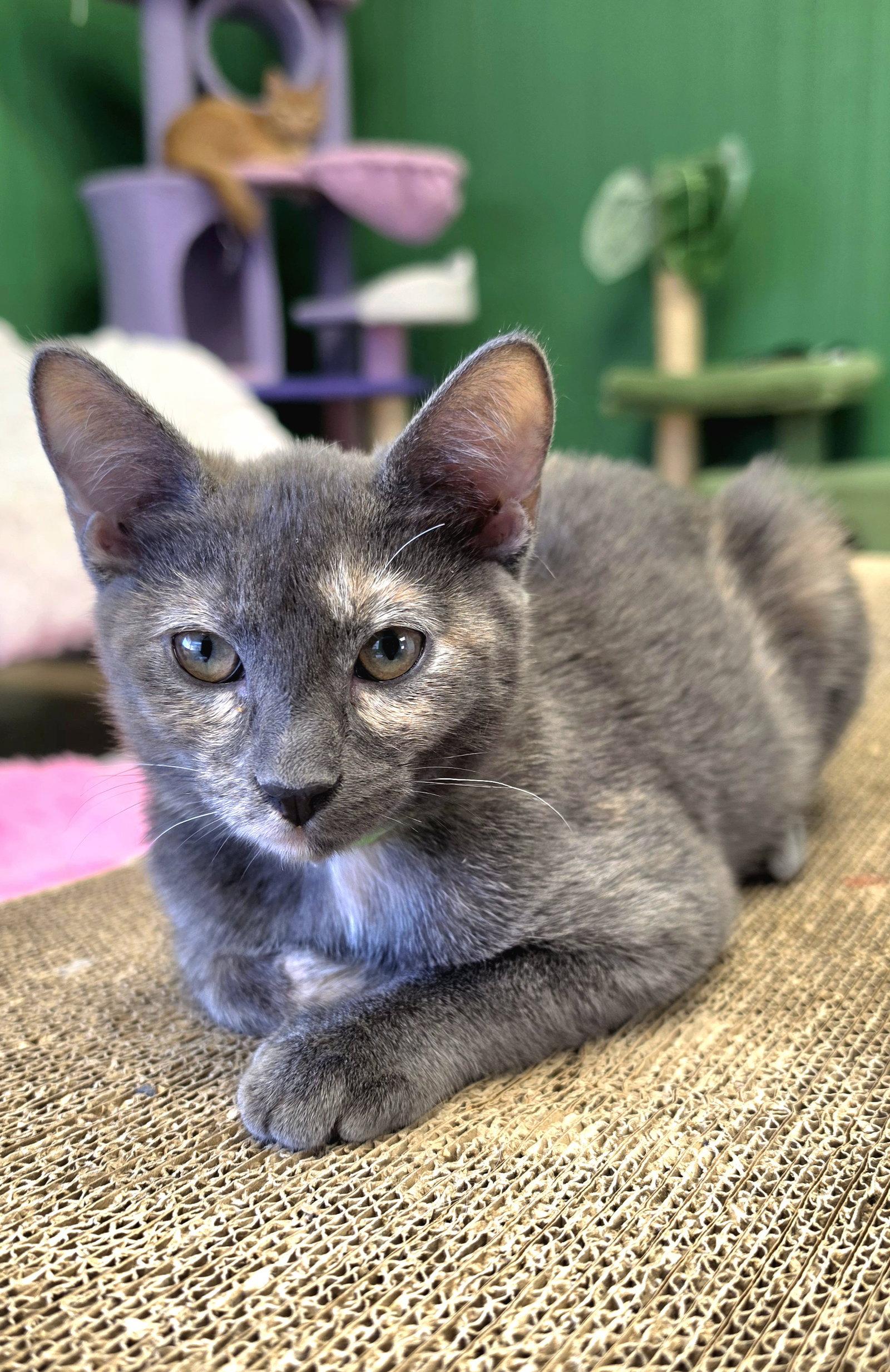Enlarge Thelma, a Adoptable mixed breed in Campbell, CA image 2/2