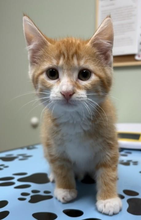 Cashew, an adoptable Domestic Short Hair in wetaskiwin, AB, t9a 2j4 | Photo Image 1