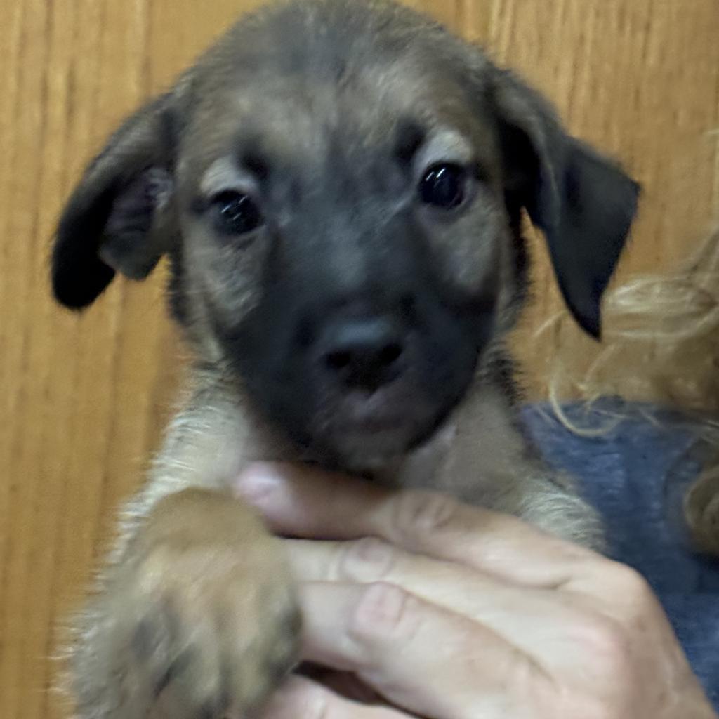 Enlarge Krypto, a Adoptable Mixed Breed in Ione, CA image 1/3