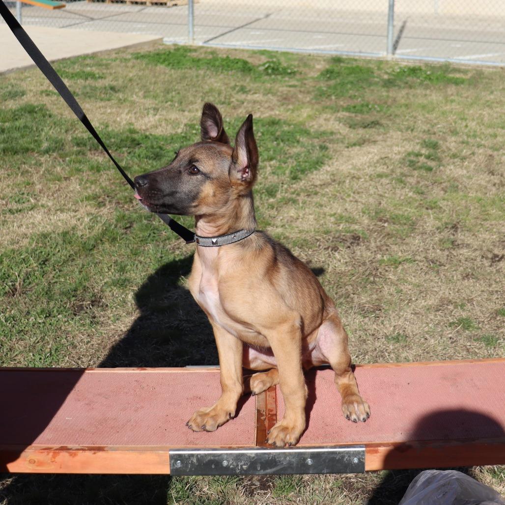 Krypto, a Adoptable Mixed Breed in Ione, CA image 1/3