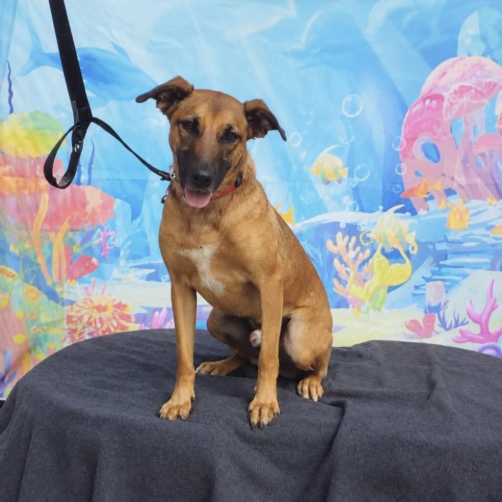 Enlarge Krypto, a Adoptable Mixed Breed in Ione, CA image 4/6