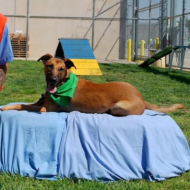 Enlarge Krypto, a Adoptable Mixed Breed in Ione, CA image 5/6