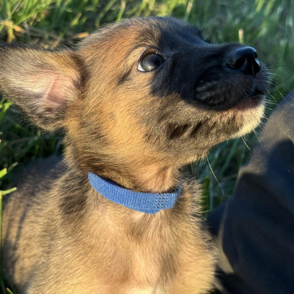 Krypto, a Adoptable Mixed Breed in Ione, CA image 2/3