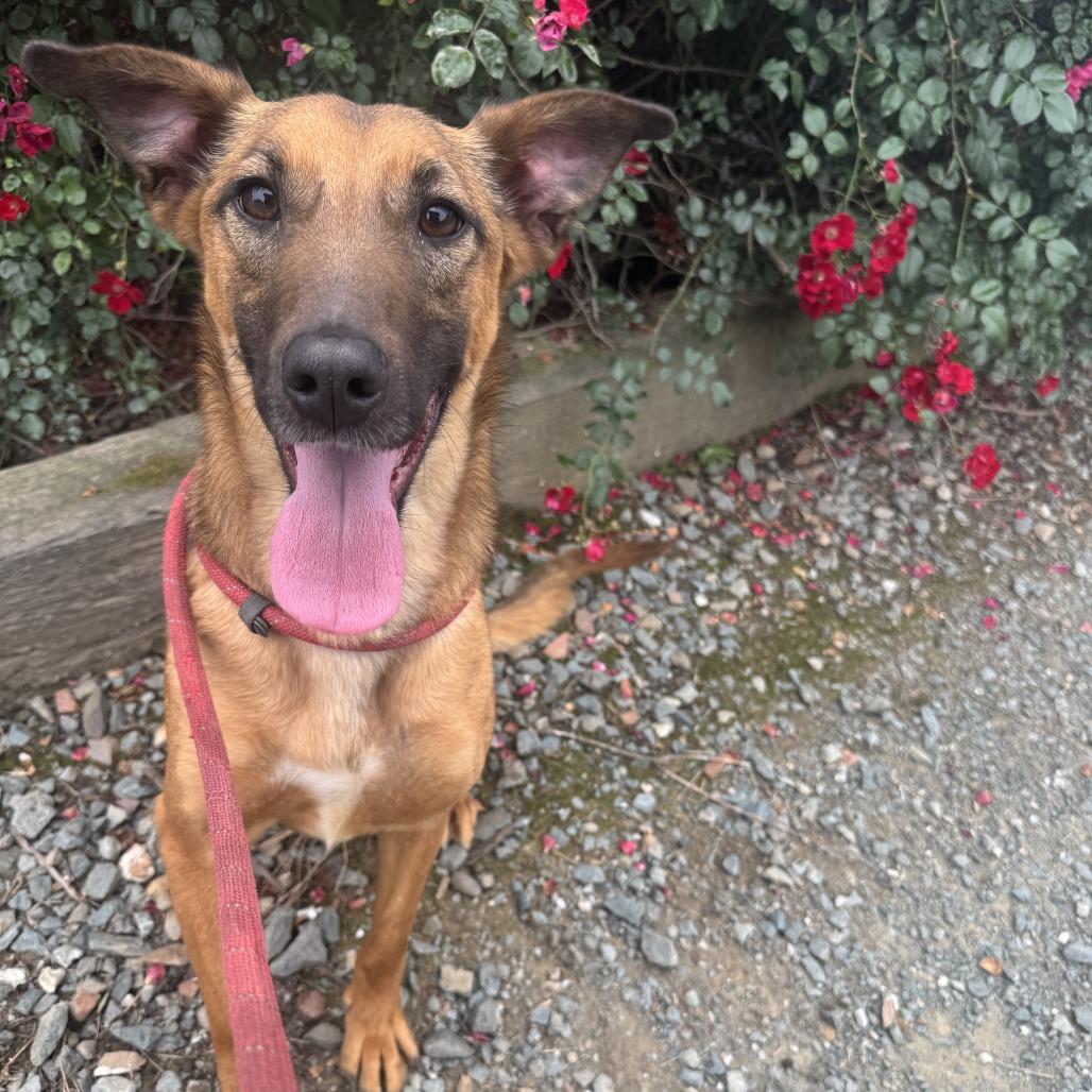 Enlarge Krypto, a Adoptable Mixed Breed in Ione, CA image 4/4