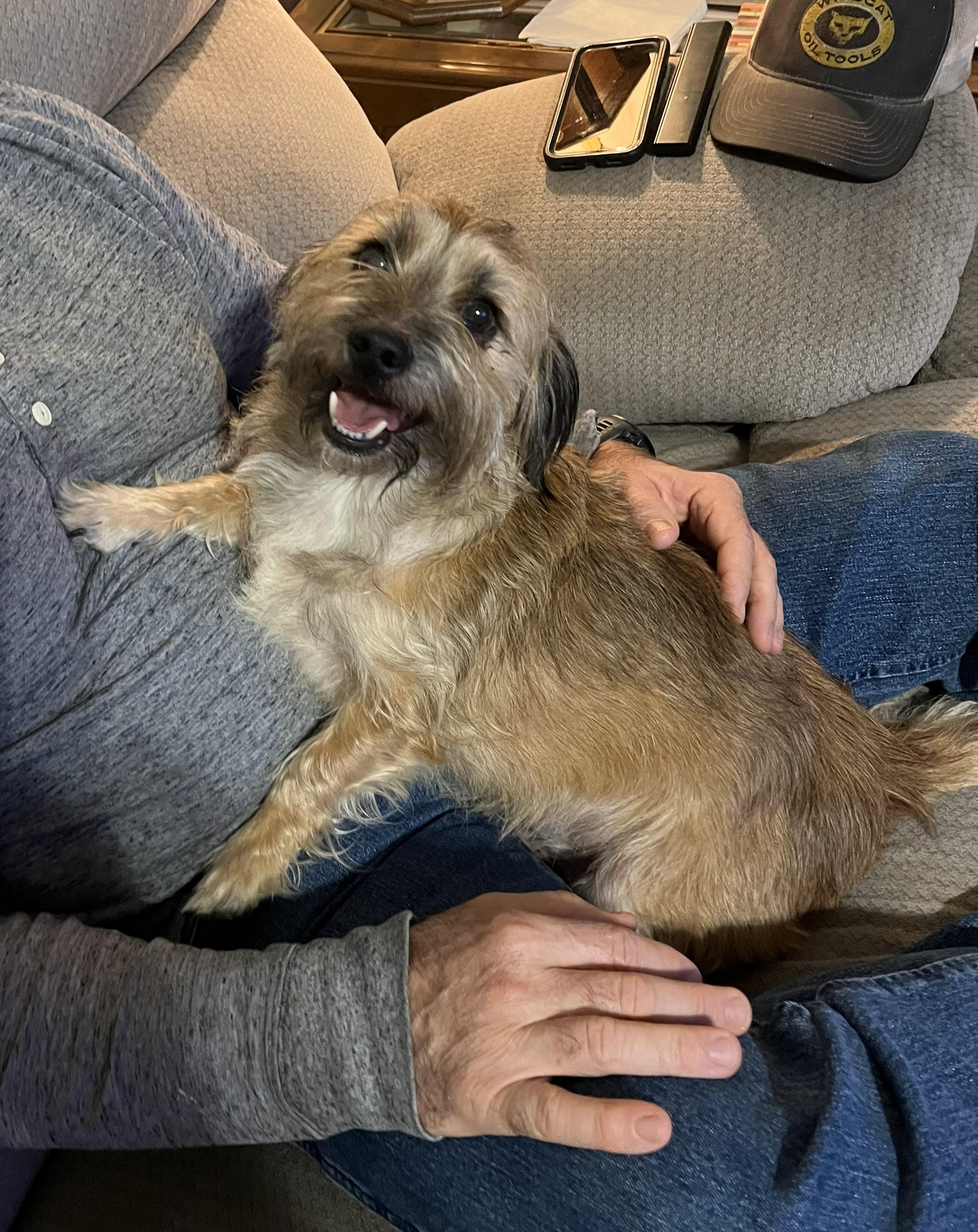Enlarge Brownie, an adopted mixed breed in Yukon, OK image 1/3