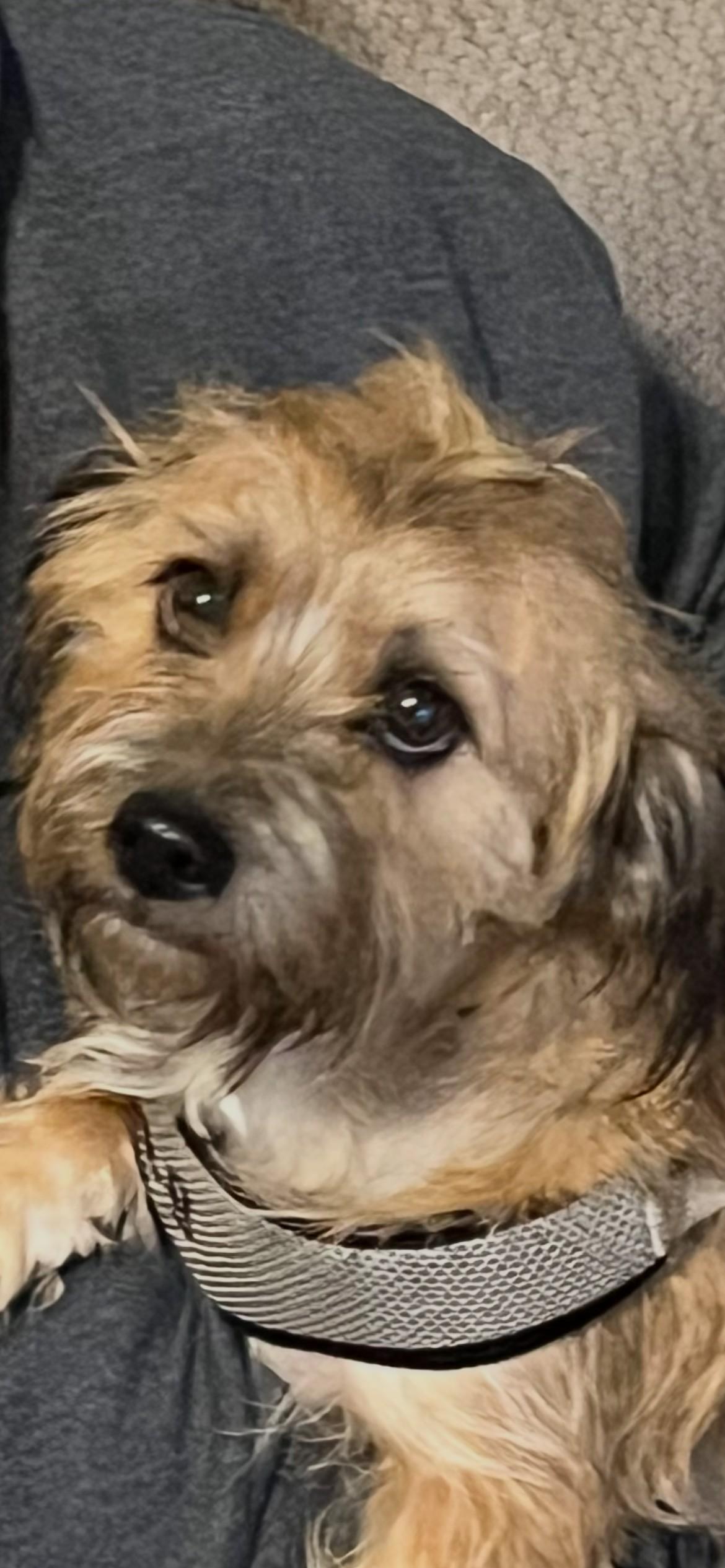 Enlarge Brownie, an adopted mixed breed in Yukon, OK image 2/3