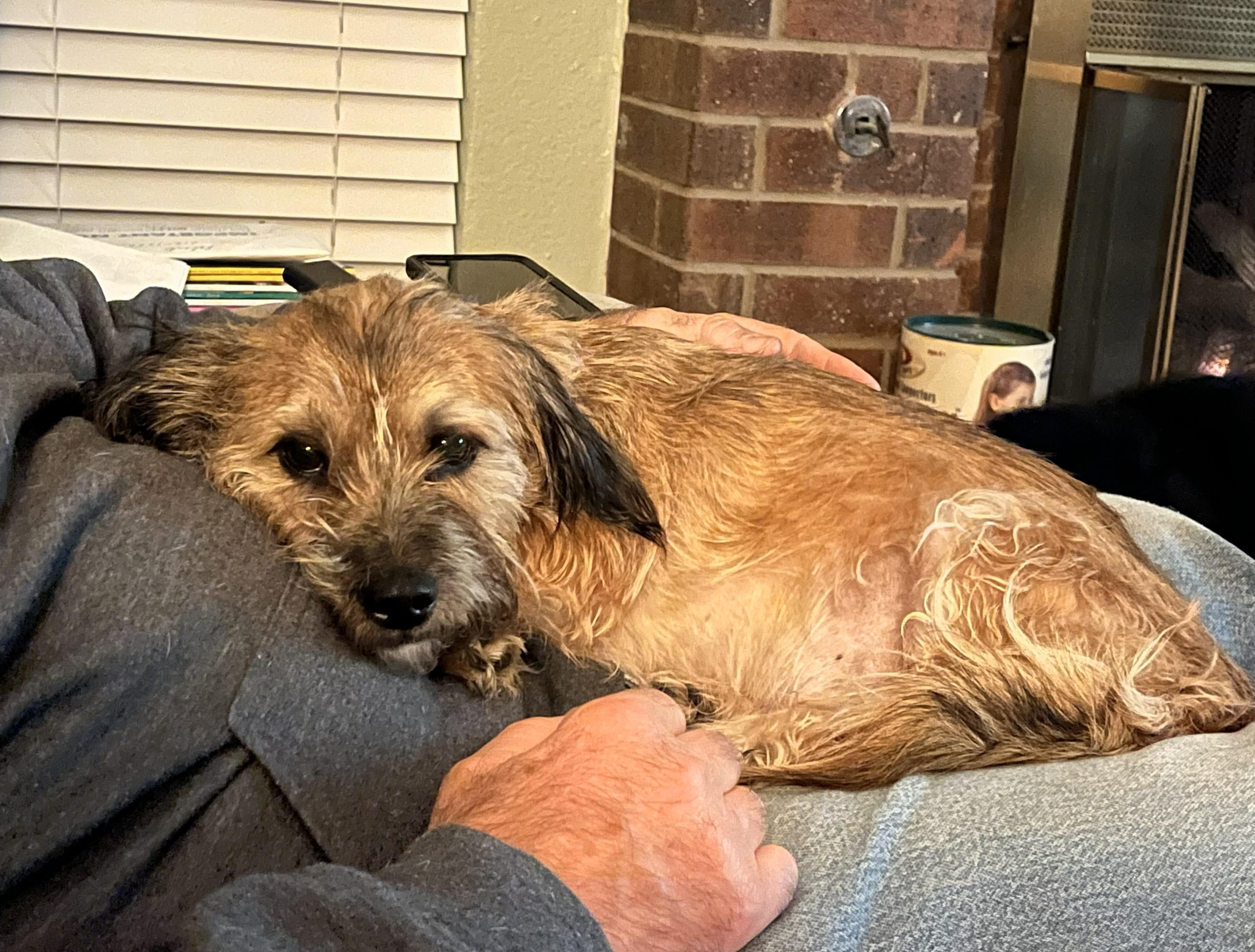 Enlarge Brownie, an adopted mixed breed in Yukon, OK image 3/3