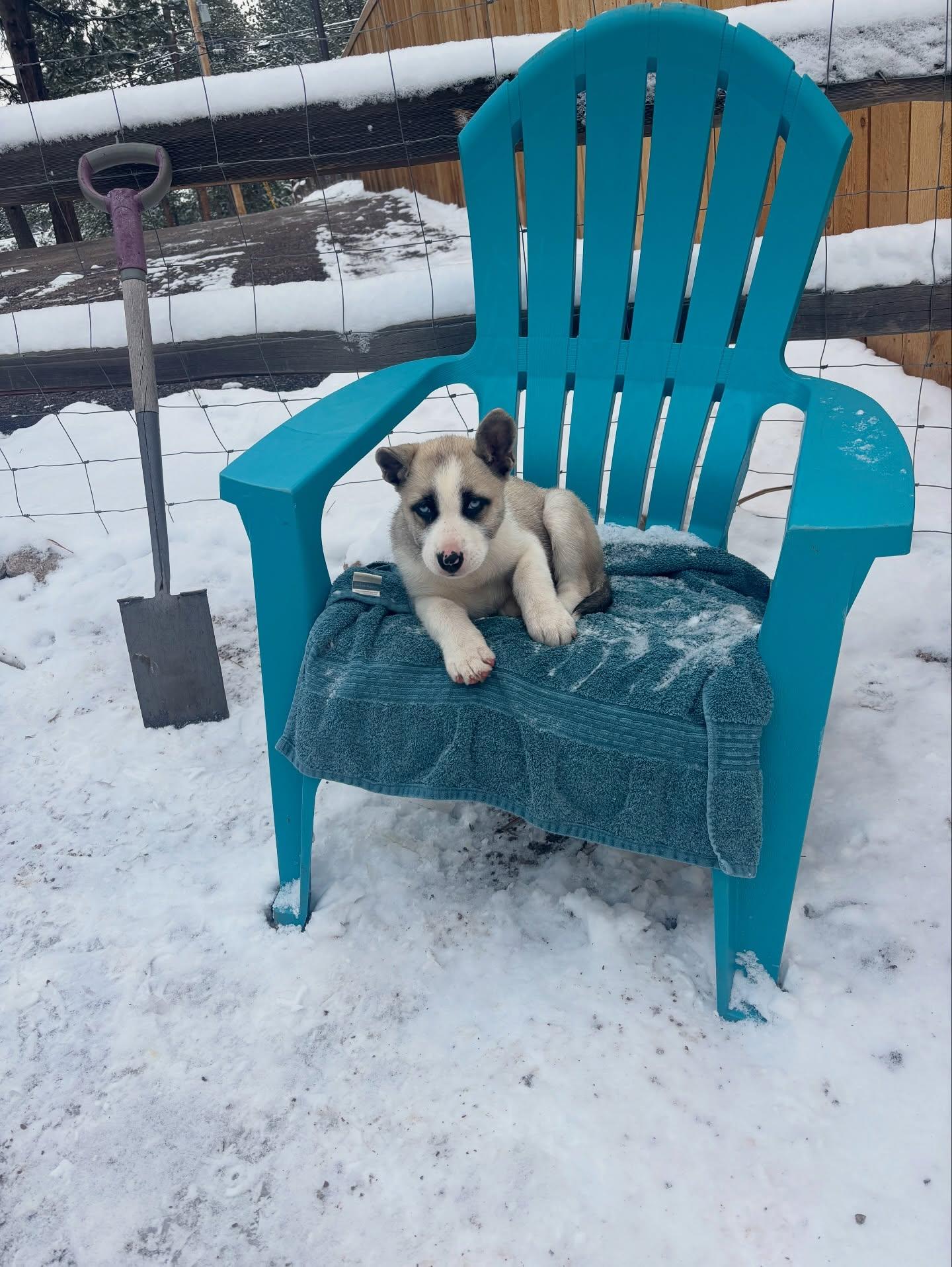 Enlarge Clover, a Adoptable mixed breed in Commerce City, CO image 2/6