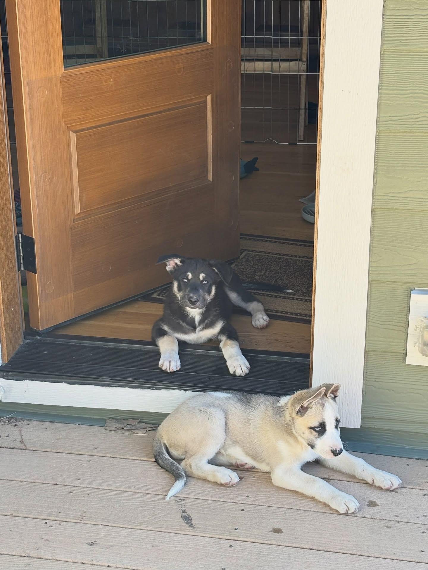 Enlarge Clover, a Adoptable mixed breed in Commerce City, CO image 3/6